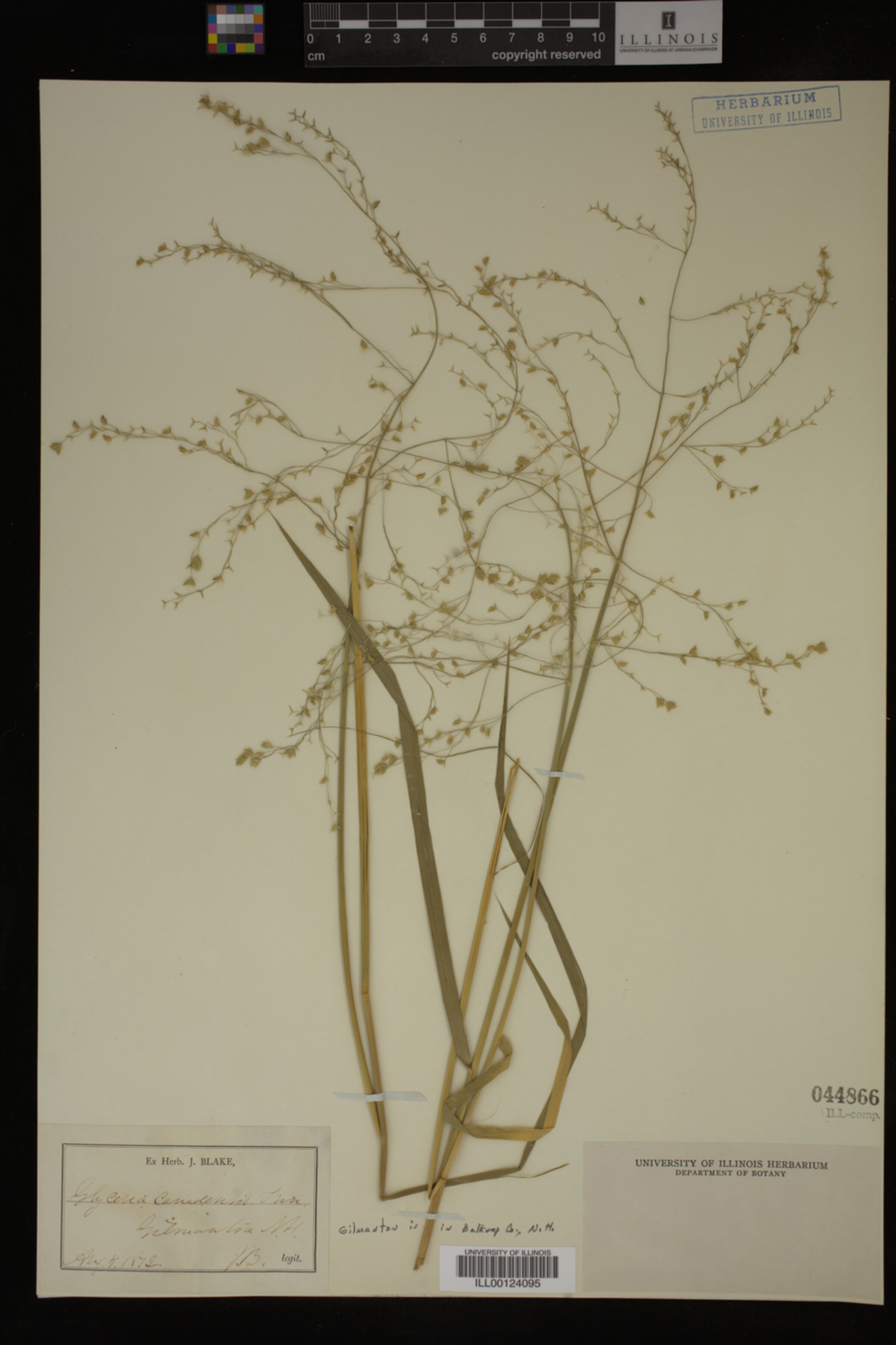 Glyceria canadensis image