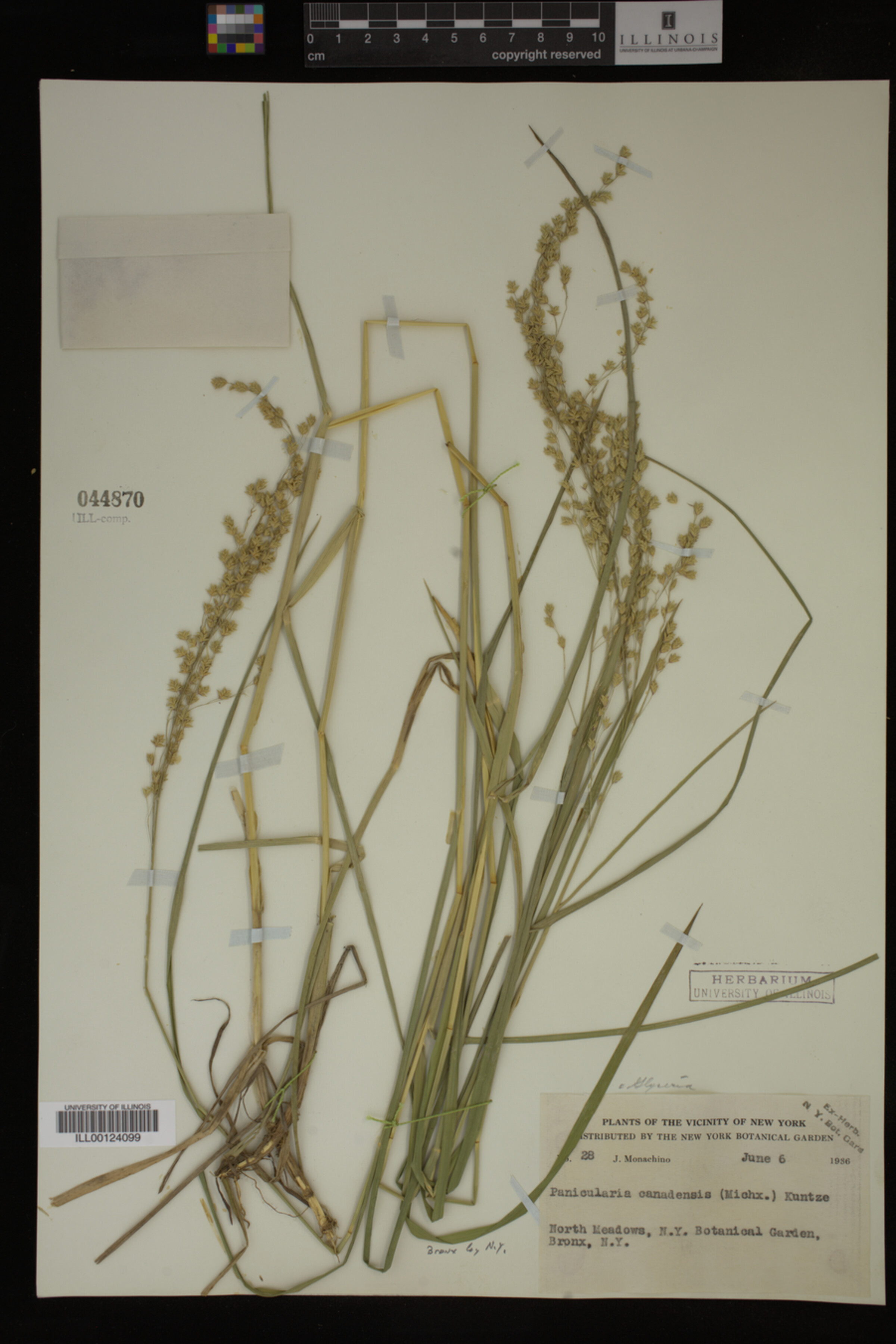 Glyceria canadensis image