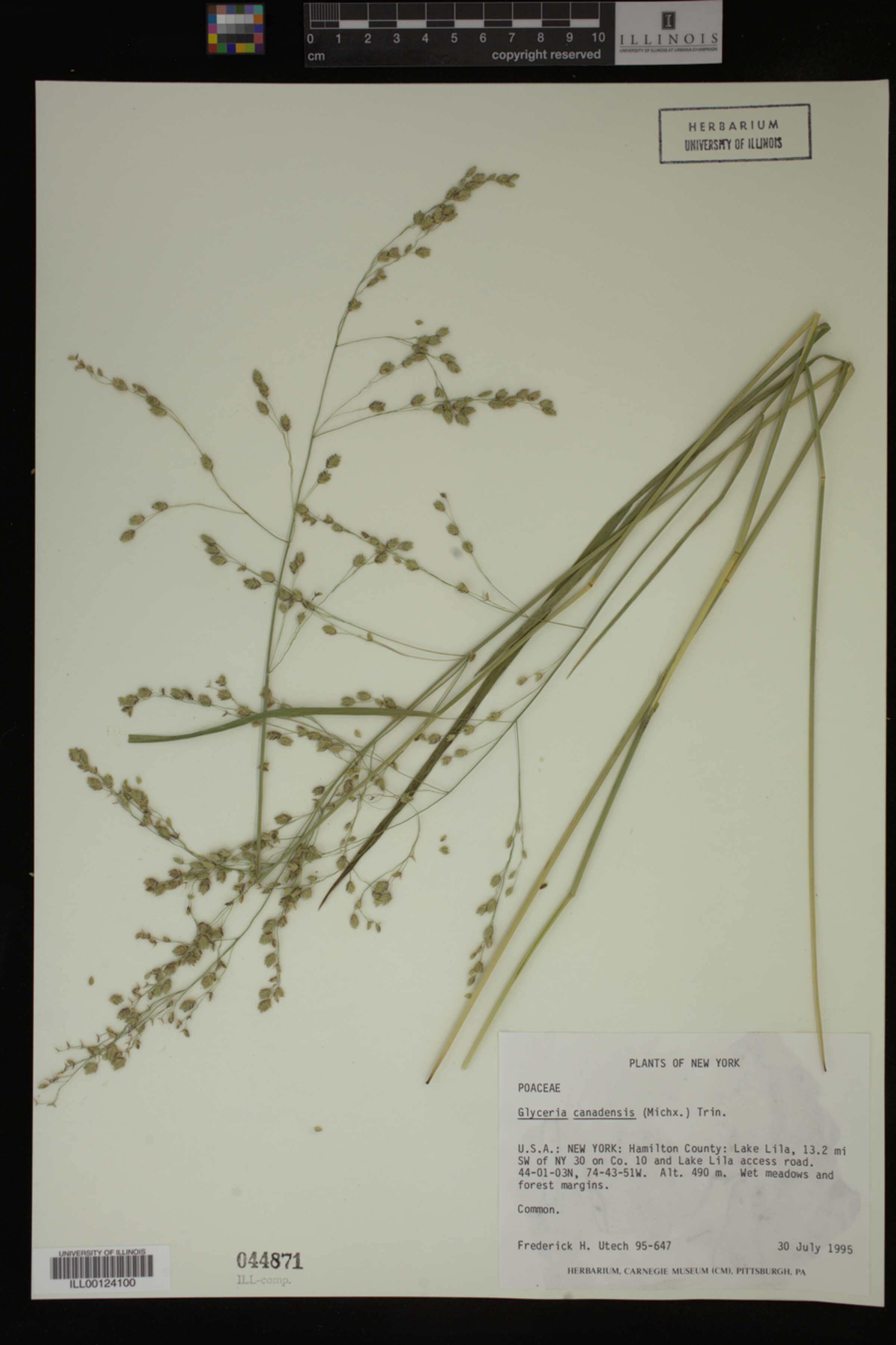 Glyceria canadensis image