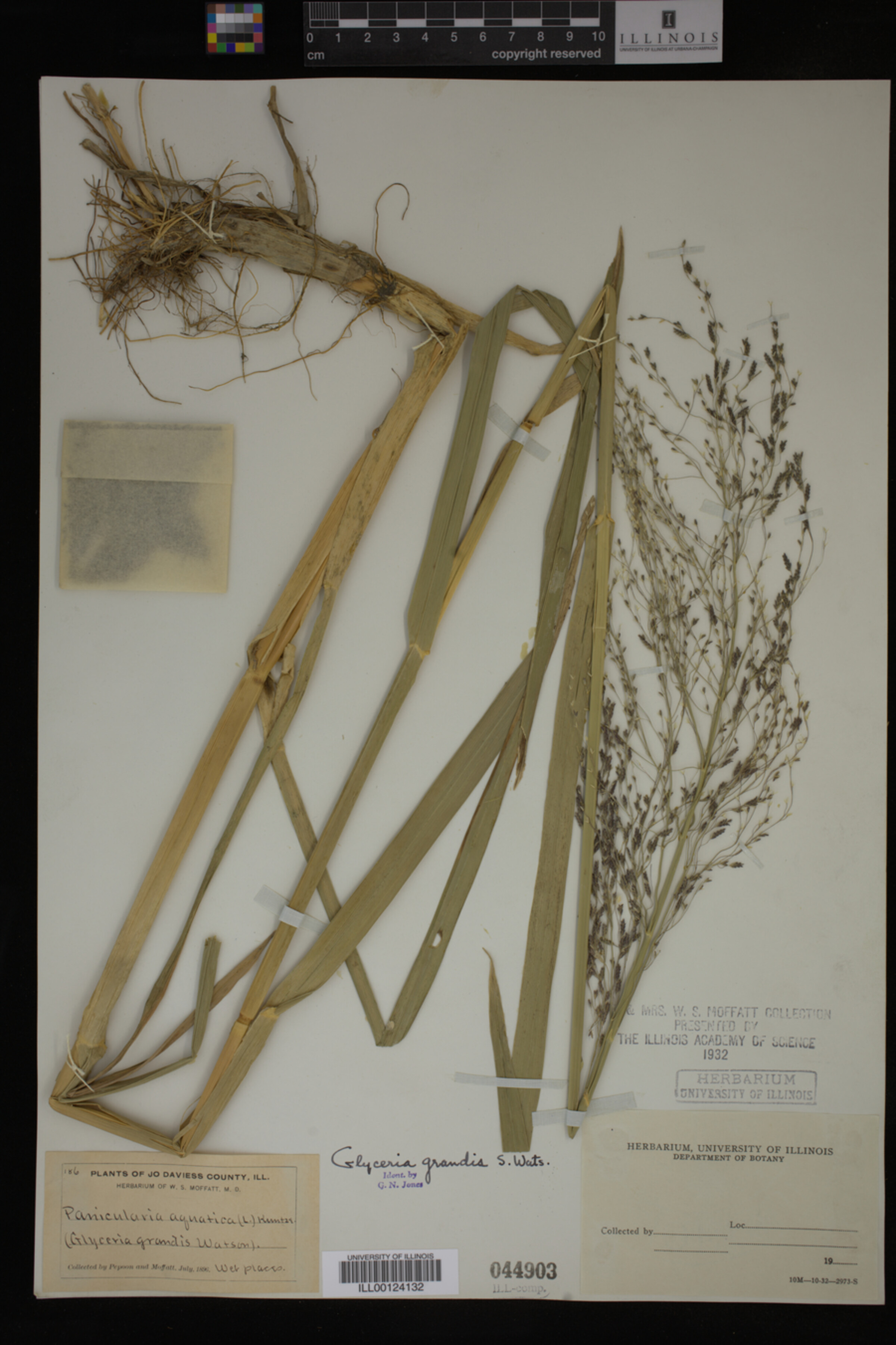 Glyceria grandis image