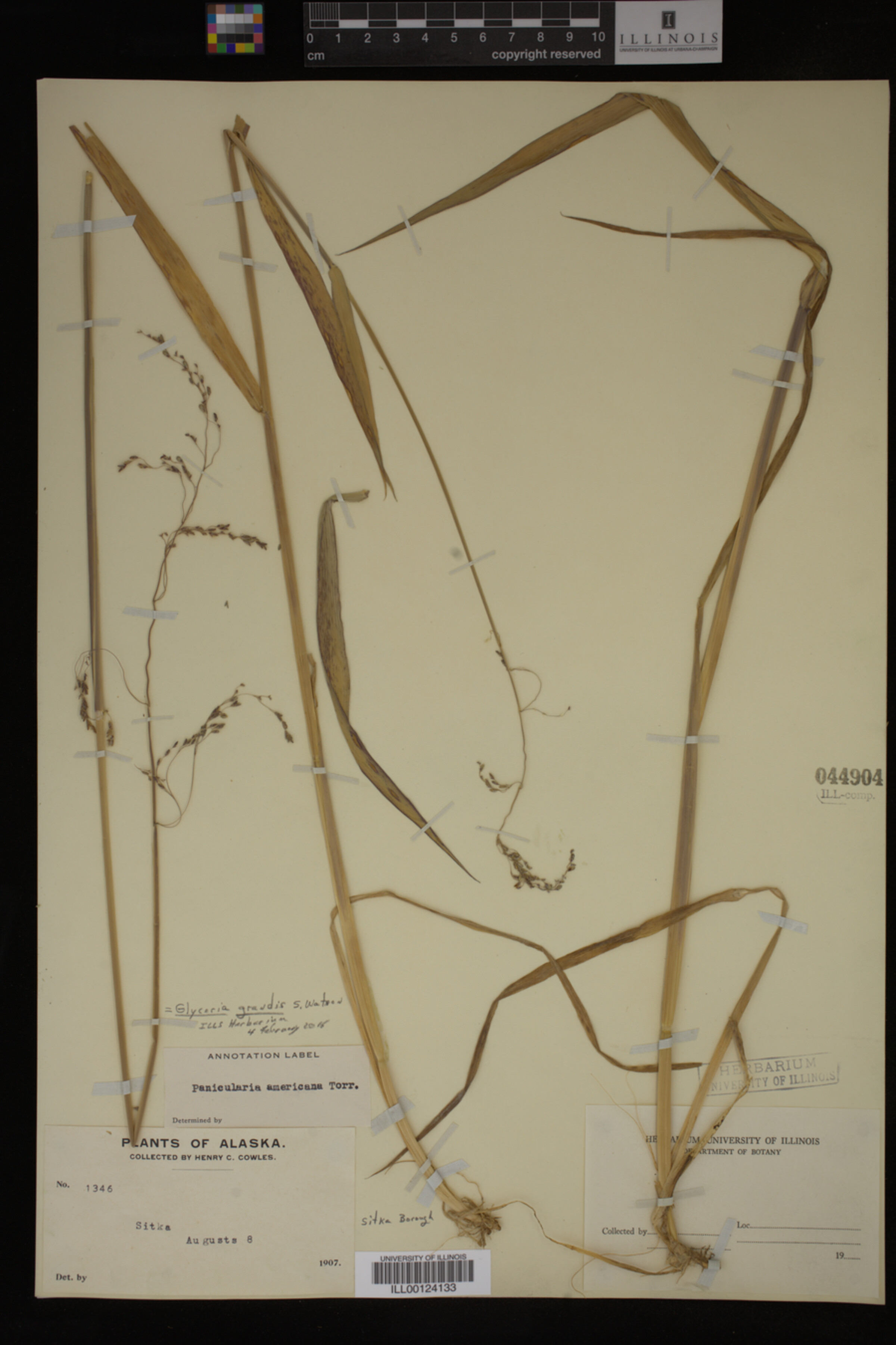 Glyceria grandis image