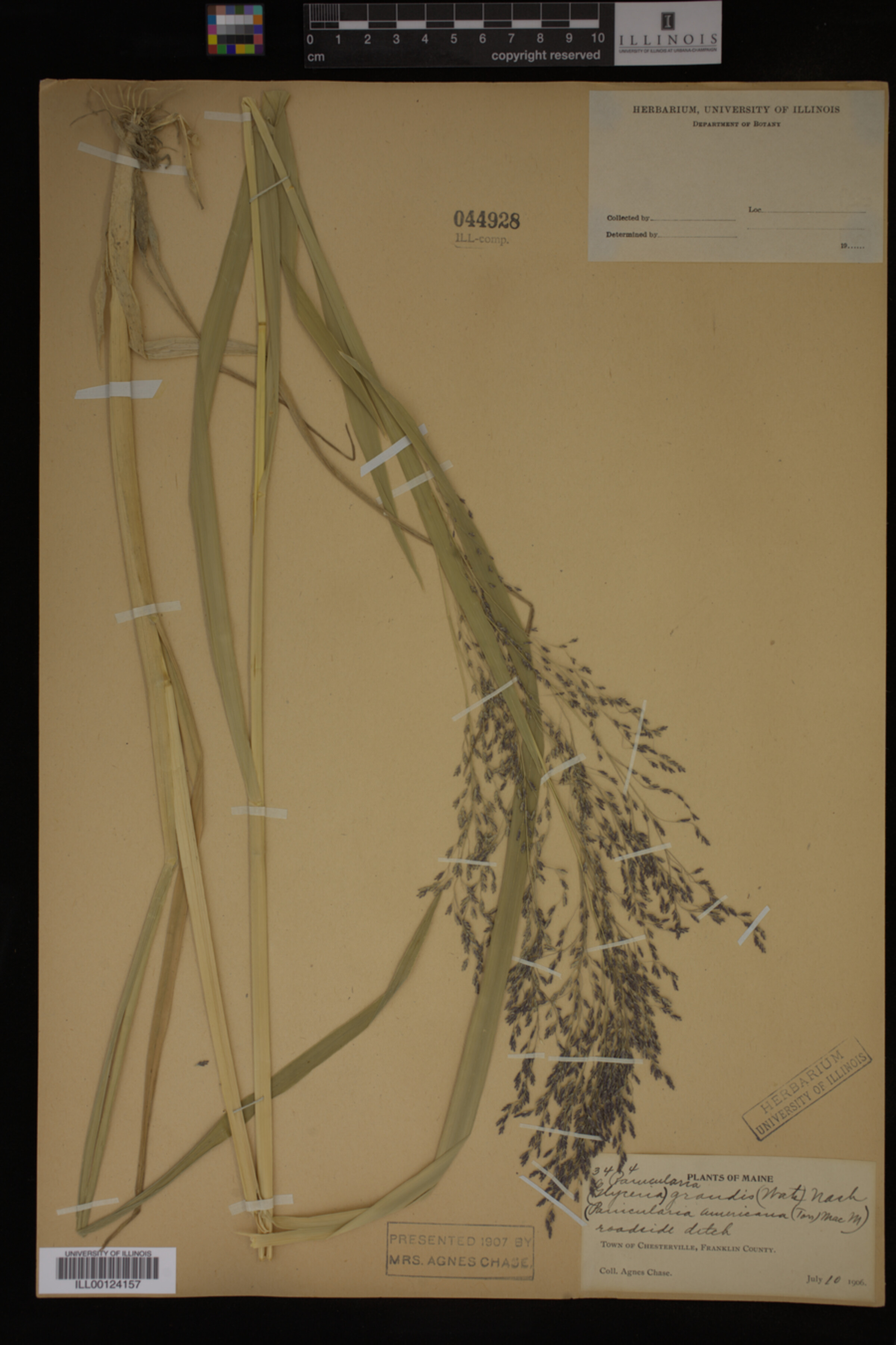 Glyceria grandis image