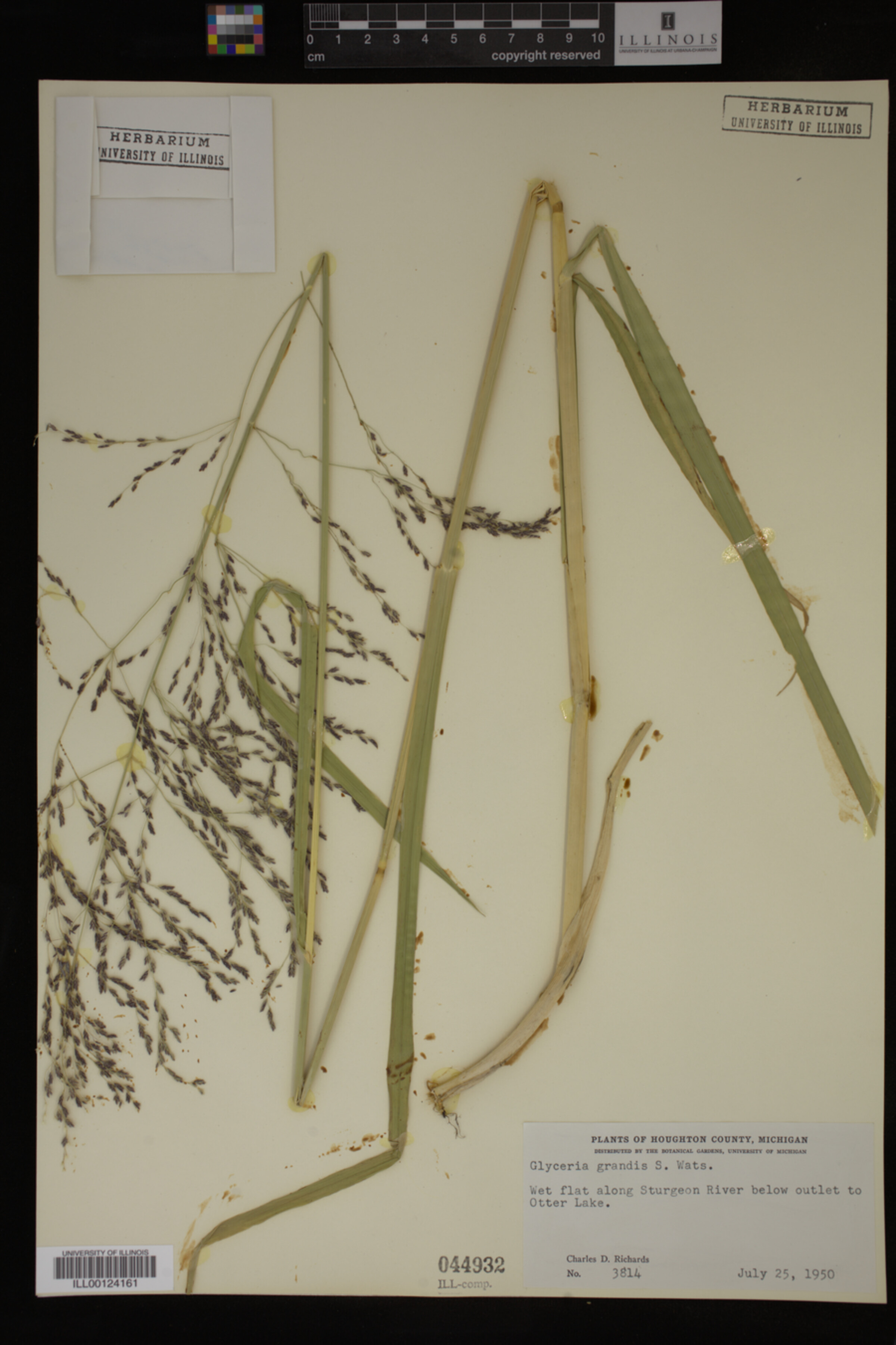 Glyceria grandis image