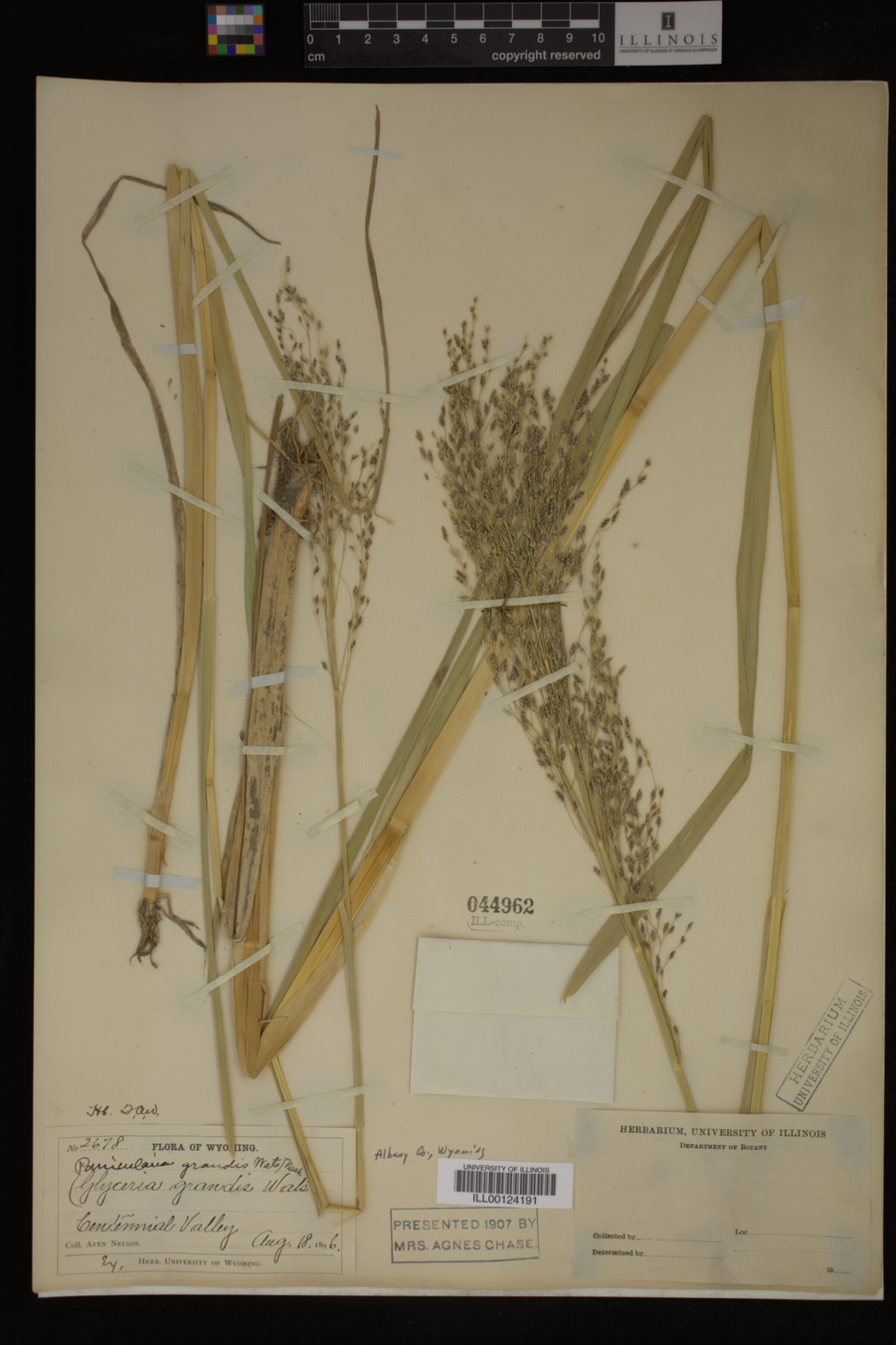 Glyceria grandis image