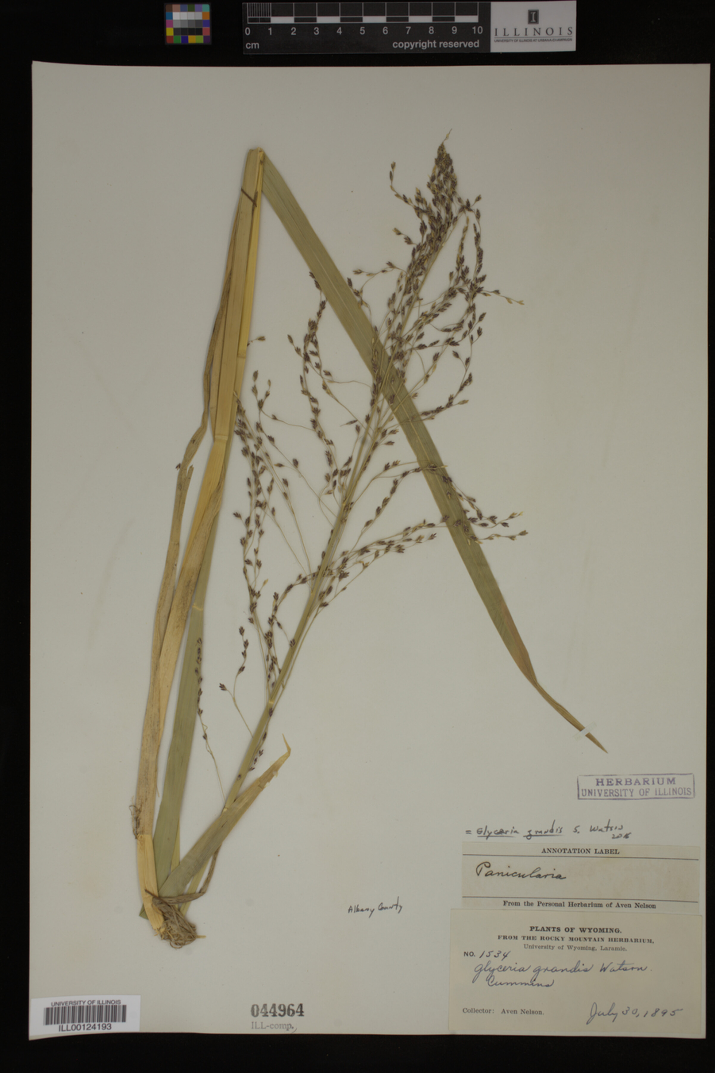Glyceria grandis image