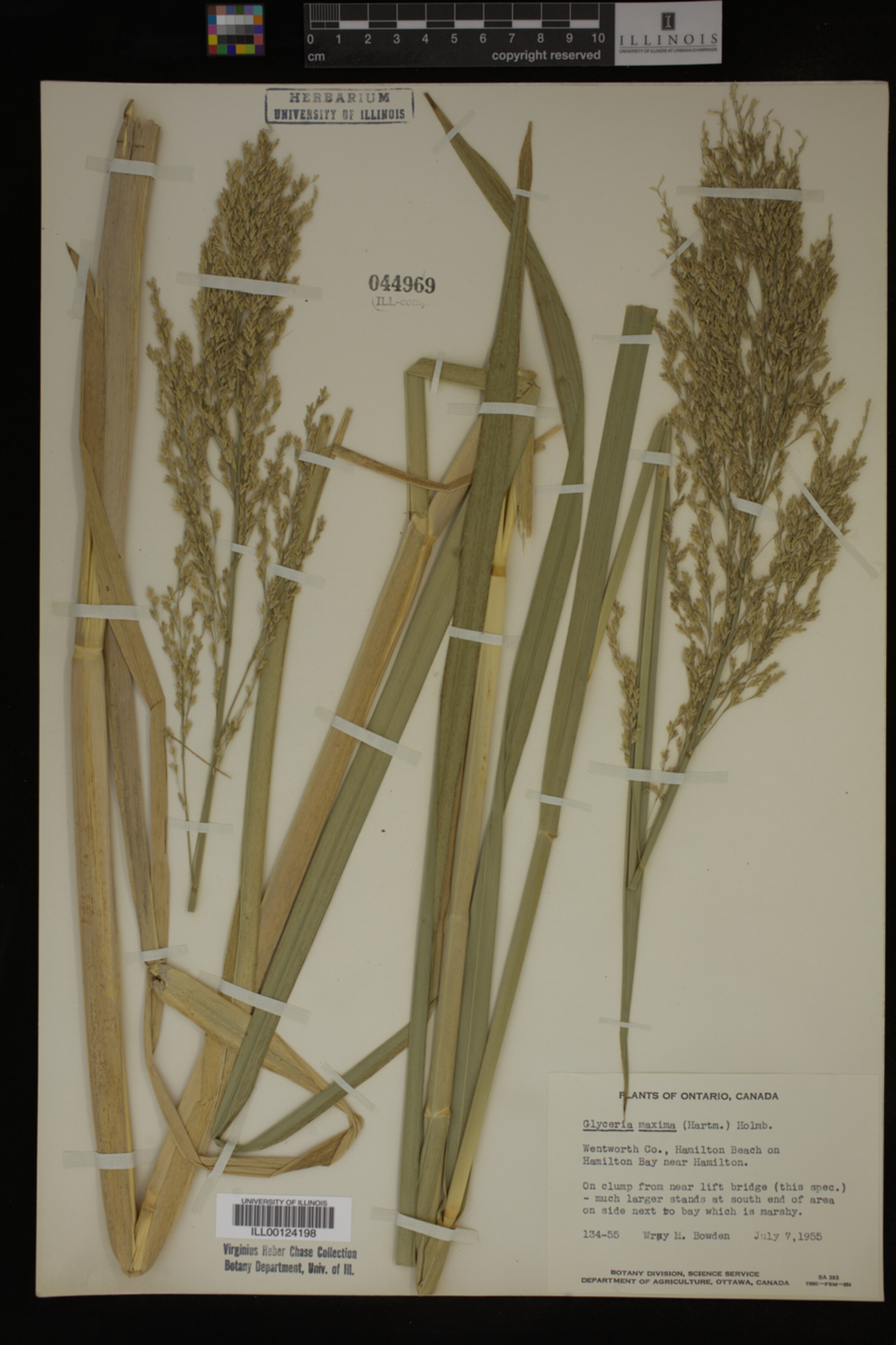 Glyceria maxima image