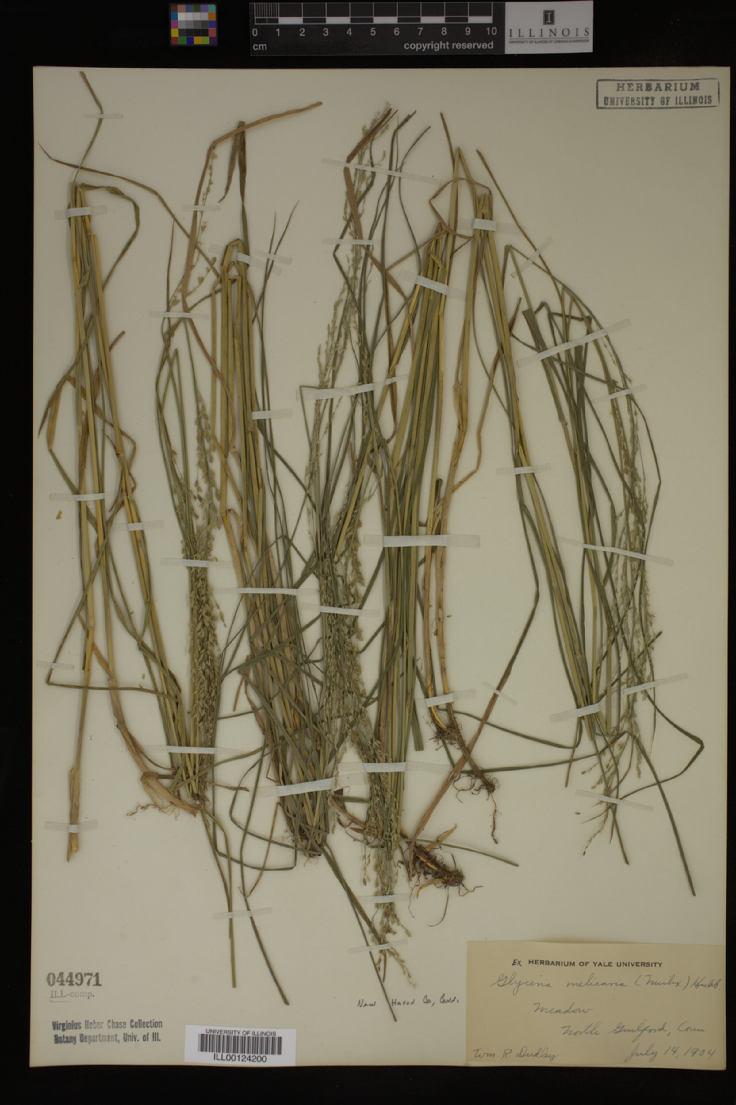 Glyceria melicaria image