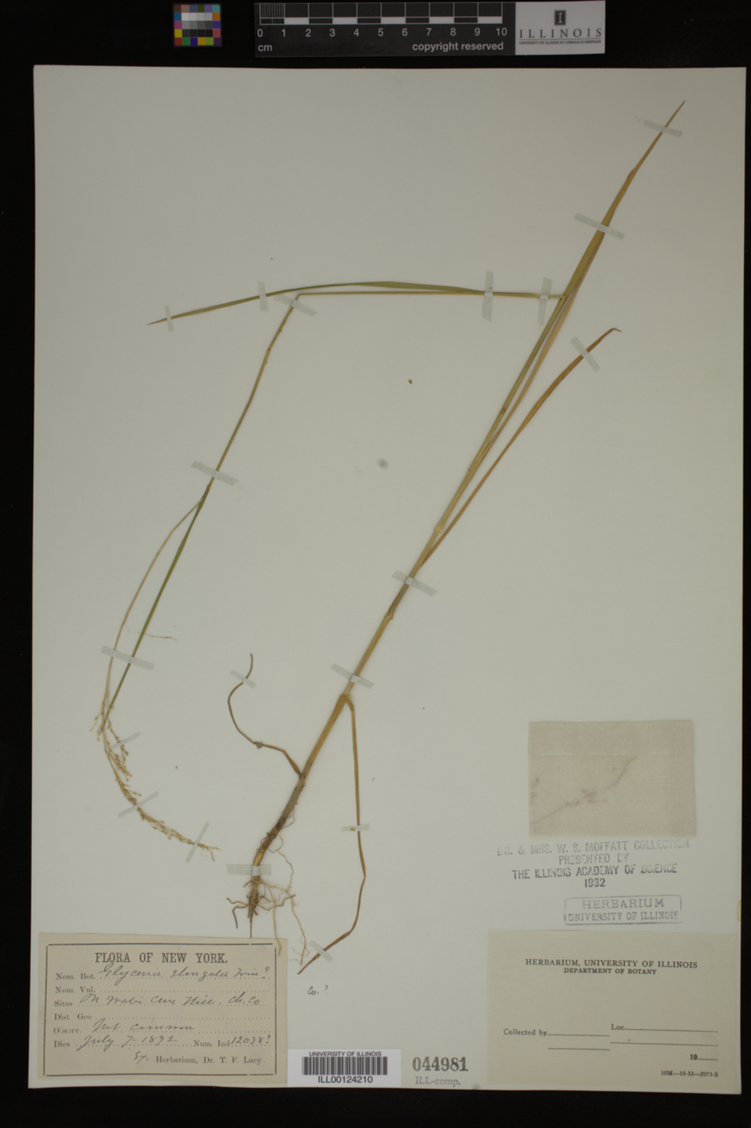 Glyceria melicaria image