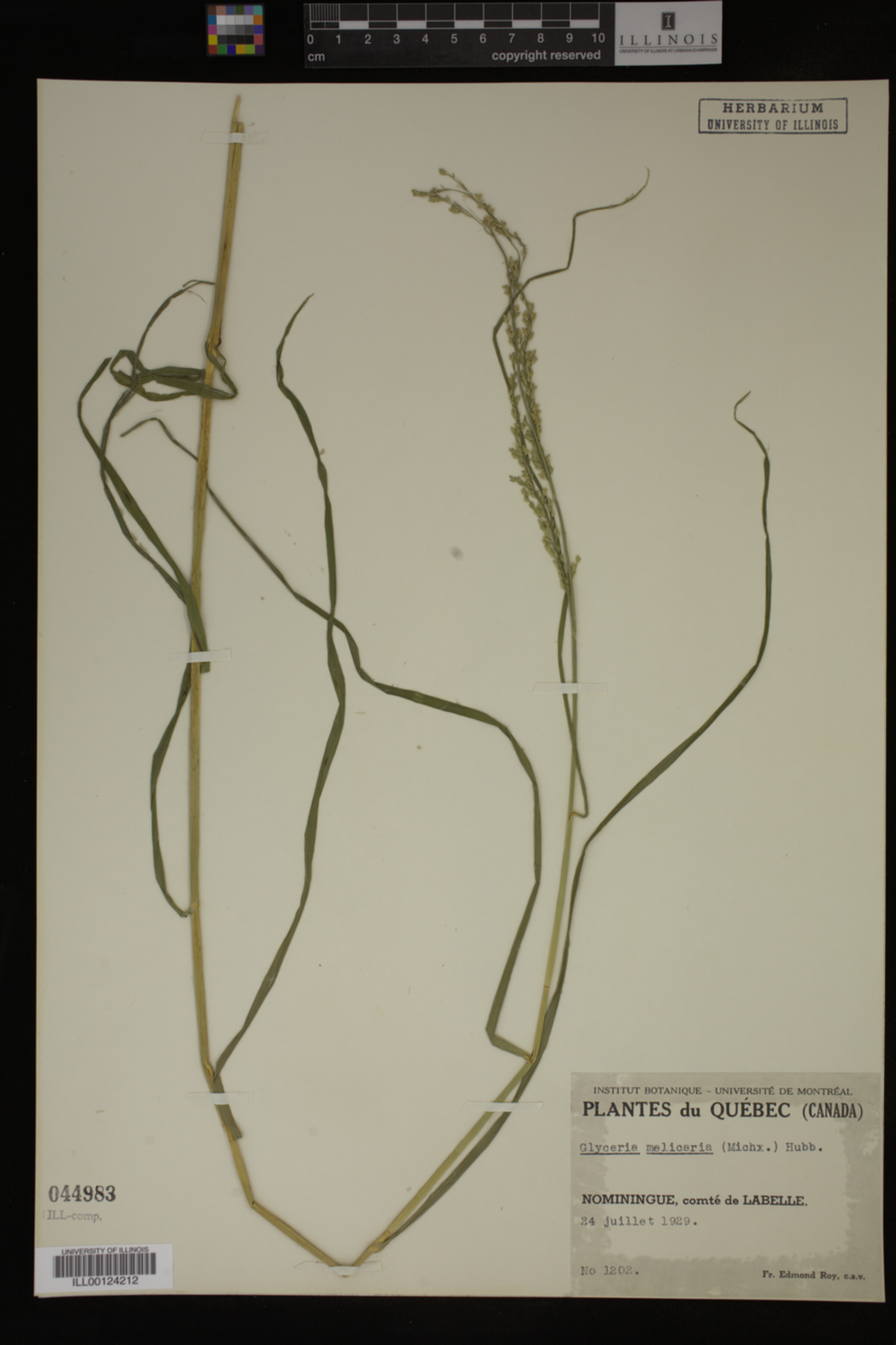Glyceria melicaria image