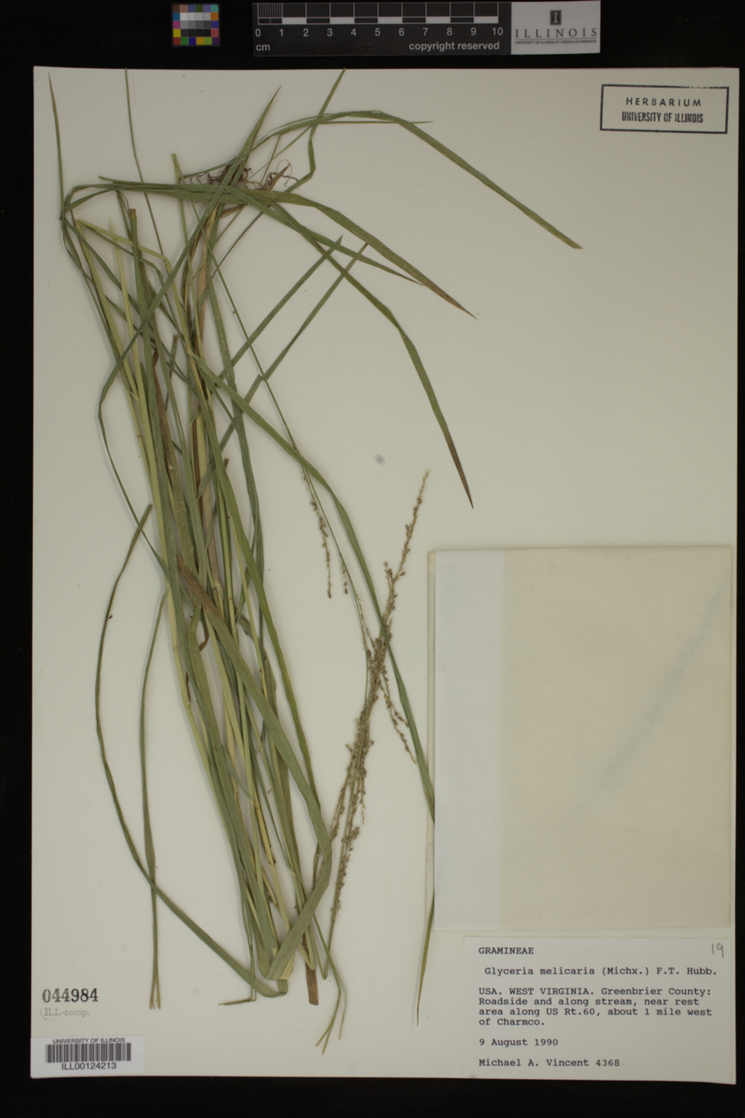 Glyceria melicaria image