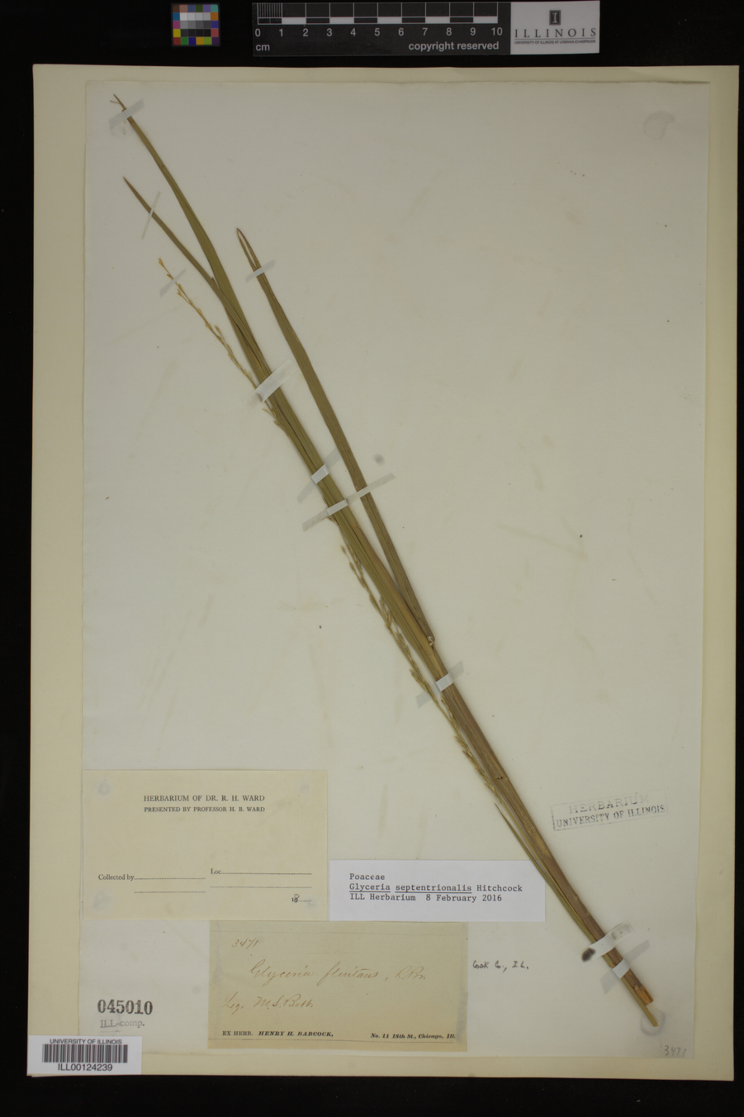 Glyceria septentrionalis image