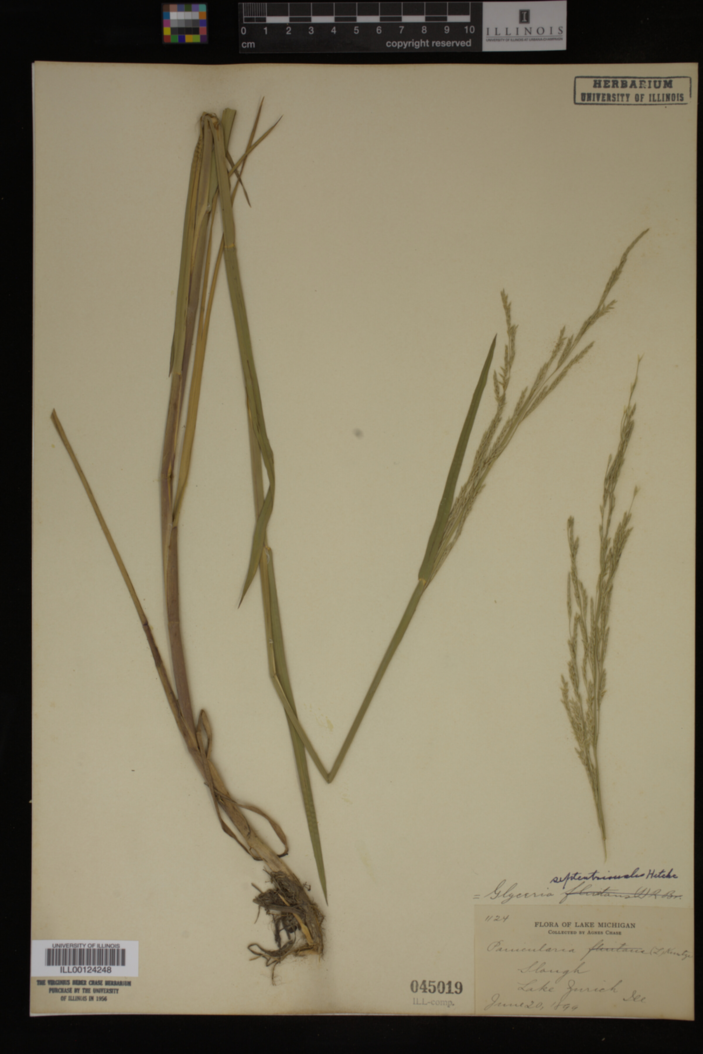 Glyceria septentrionalis image