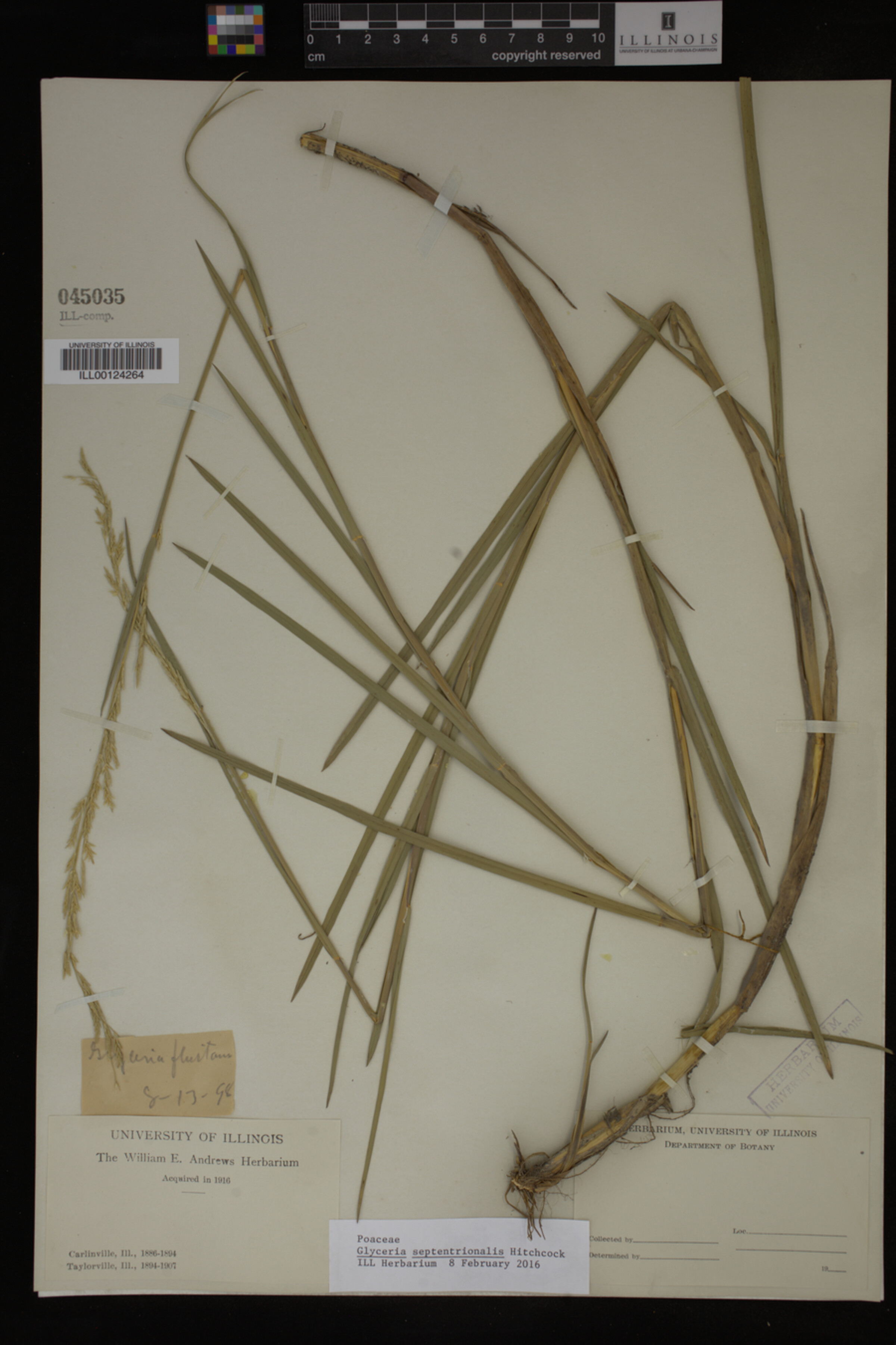 Glyceria septentrionalis image