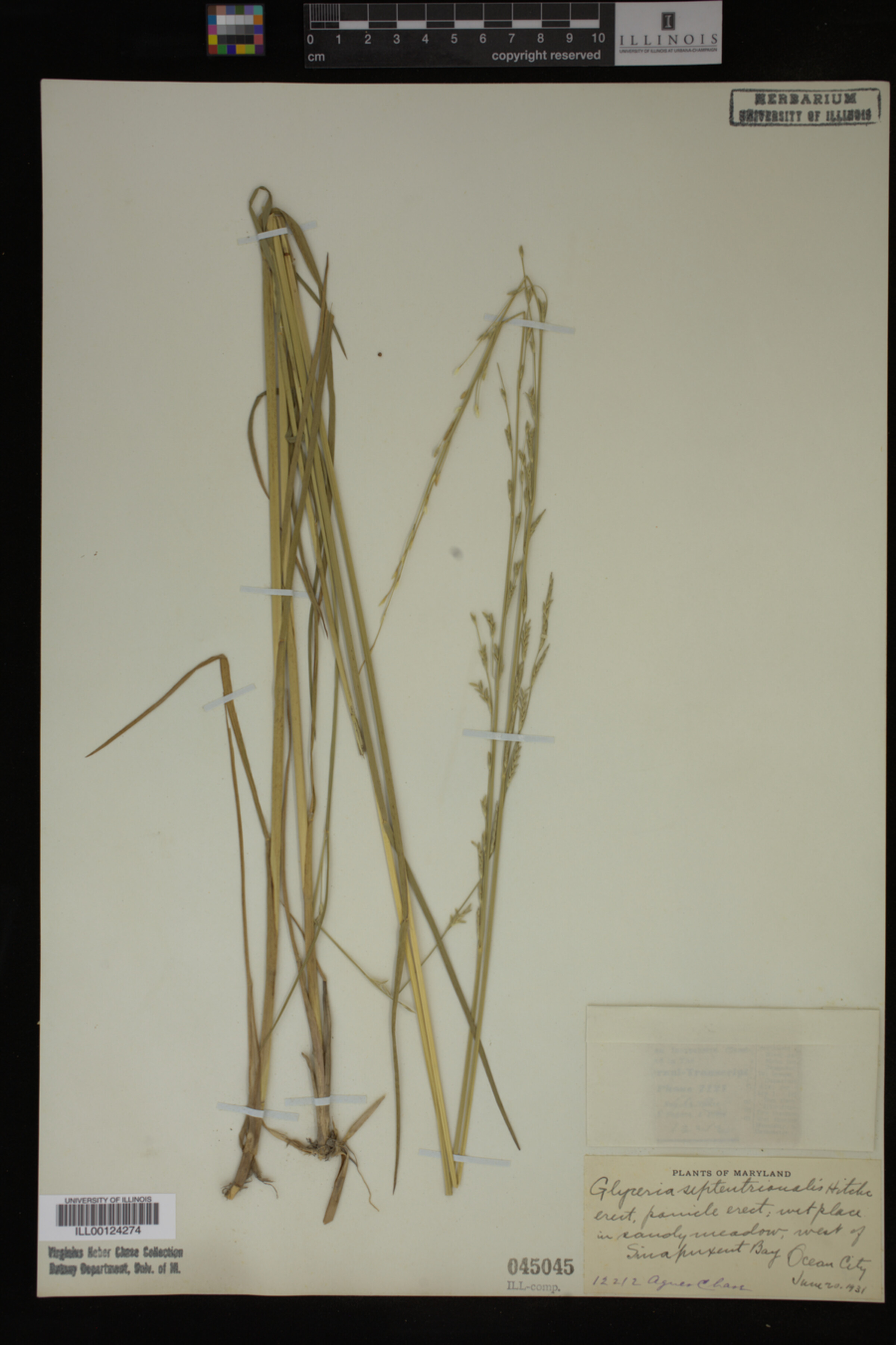 Glyceria septentrionalis image