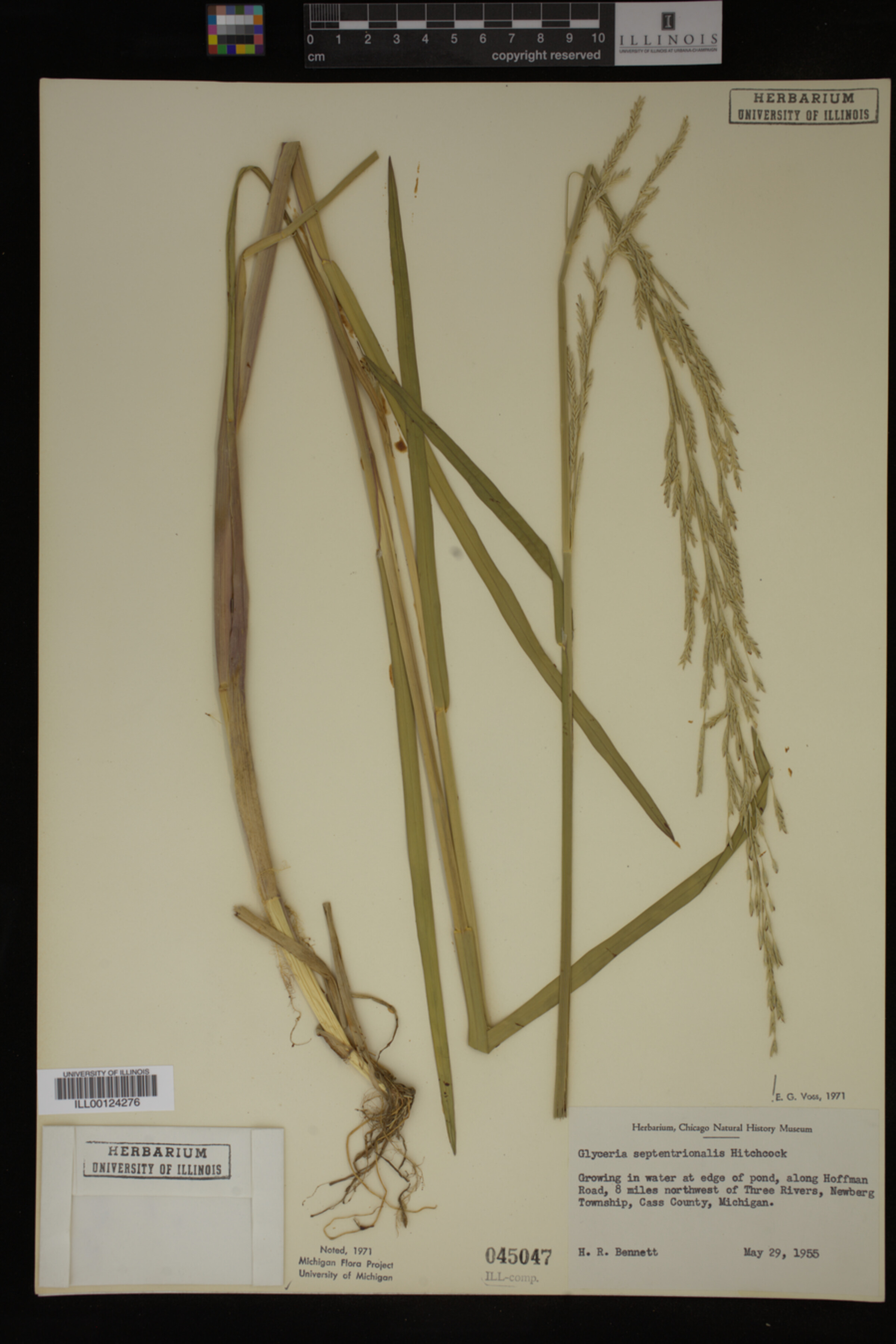 Glyceria septentrionalis image