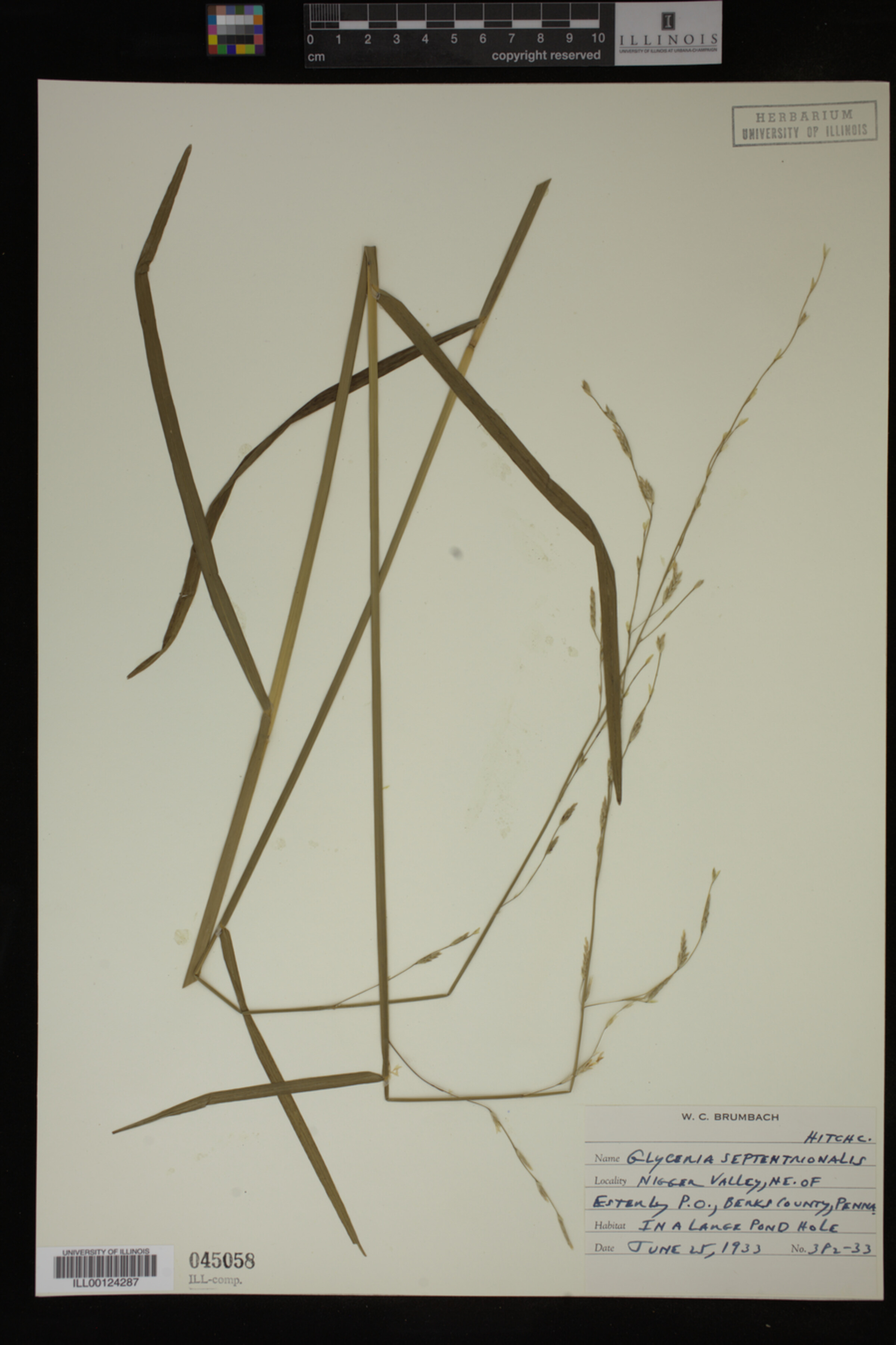 Glyceria septentrionalis image