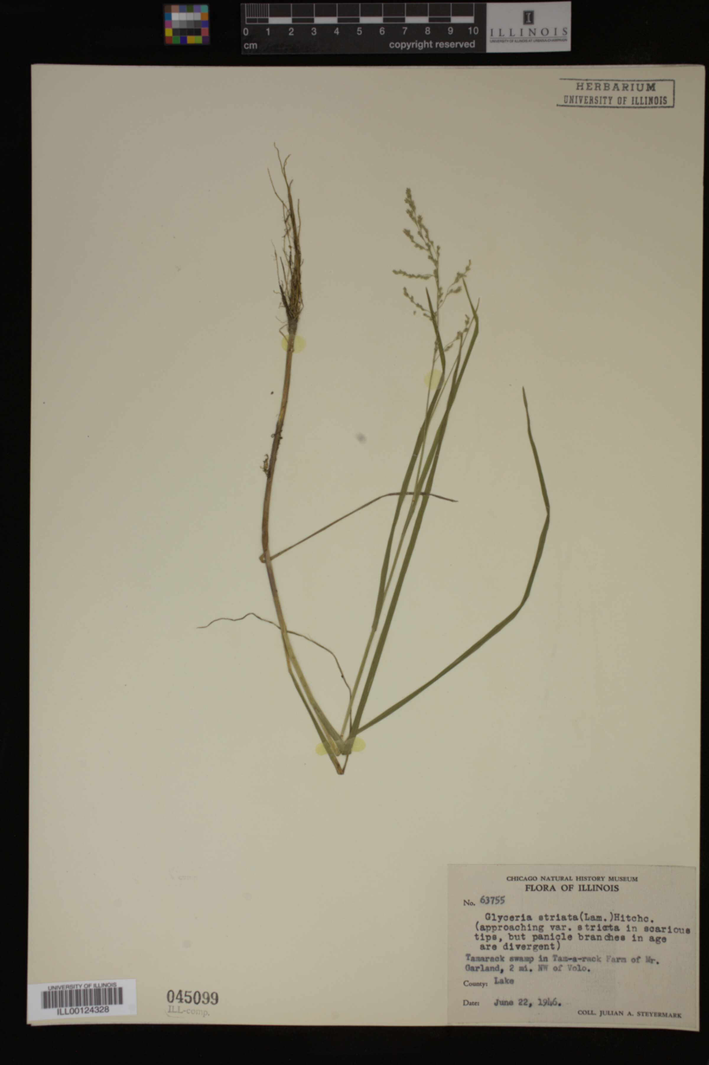 Glyceria striata image