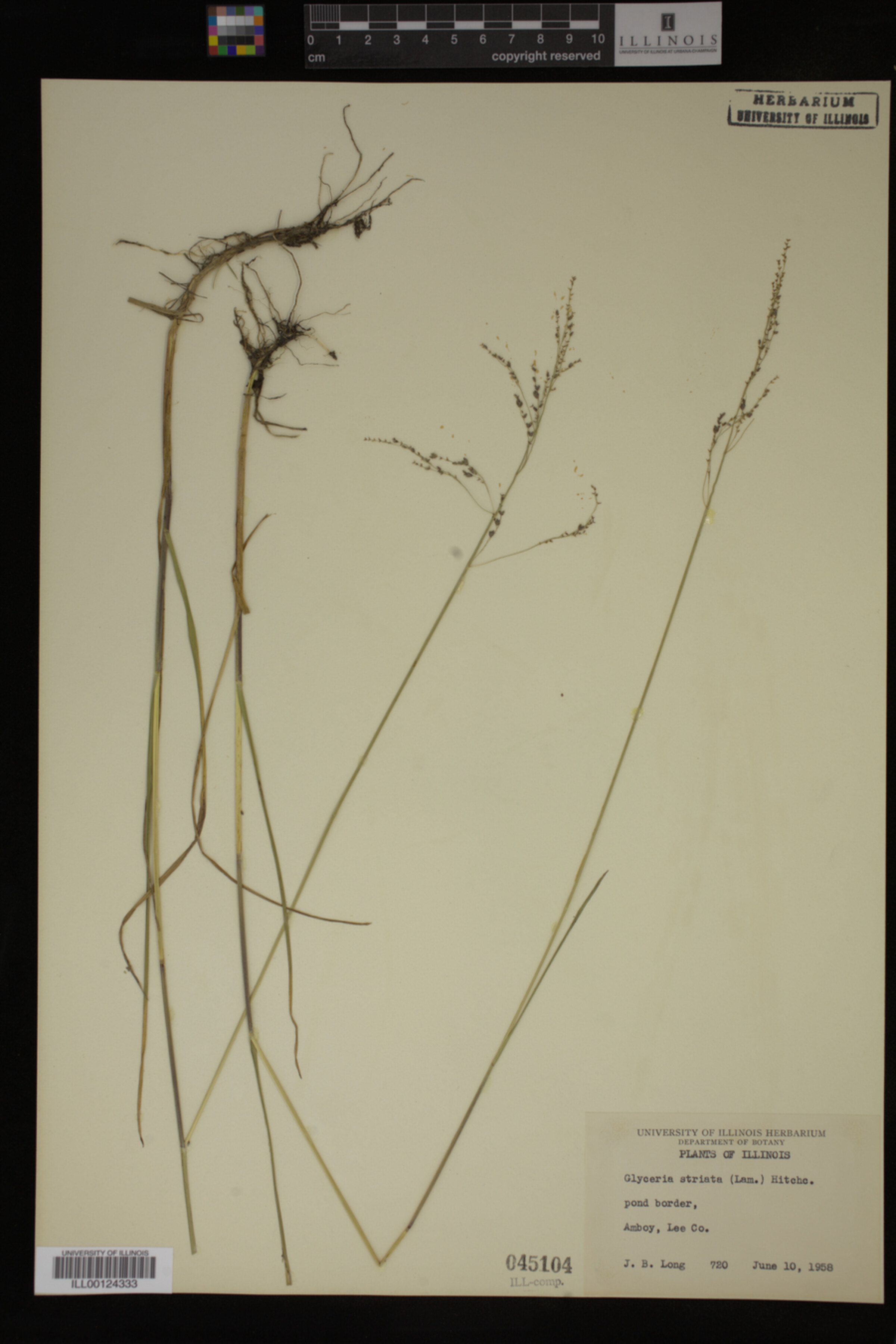 Glyceria striata image
