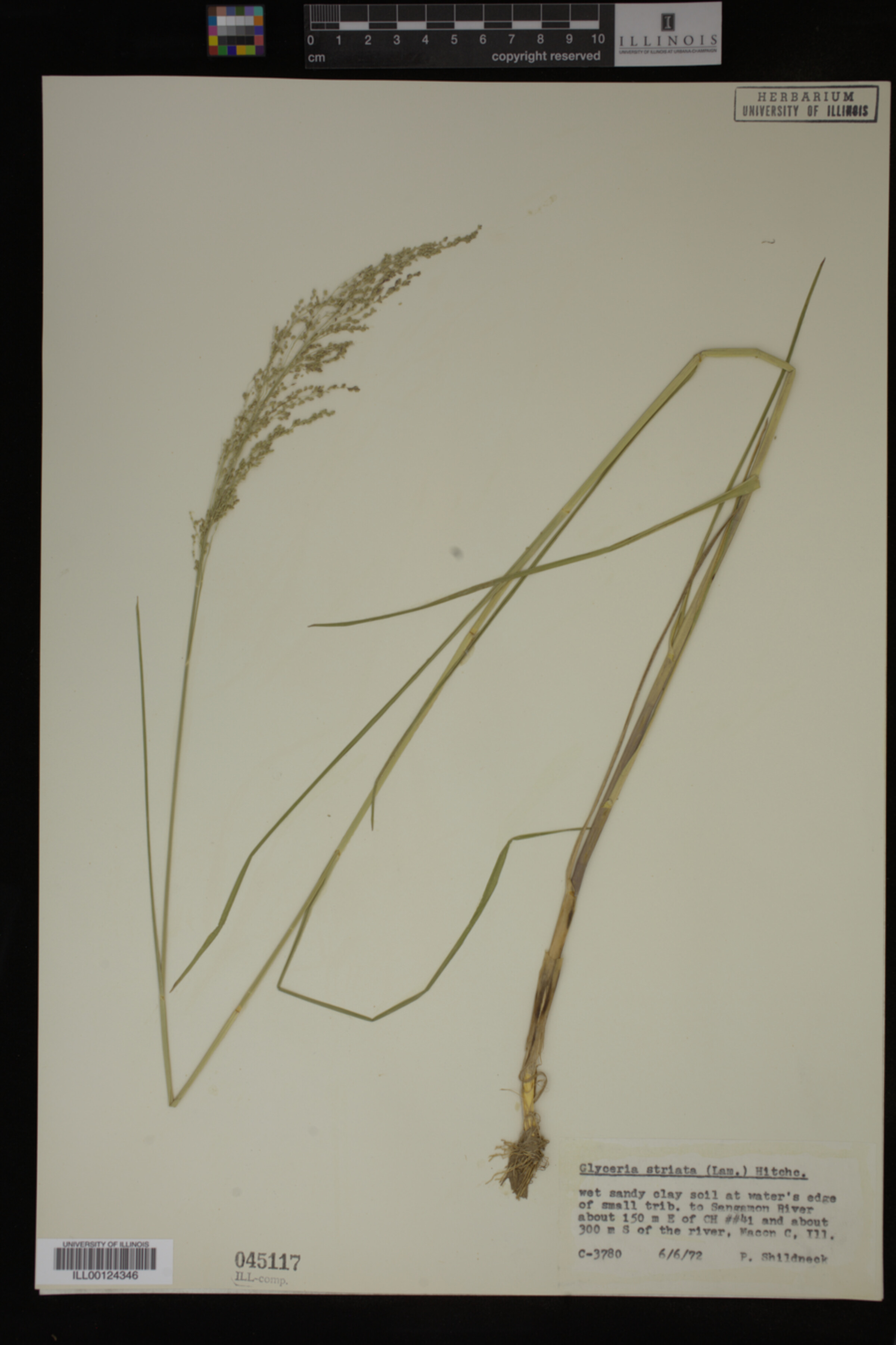 Glyceria image