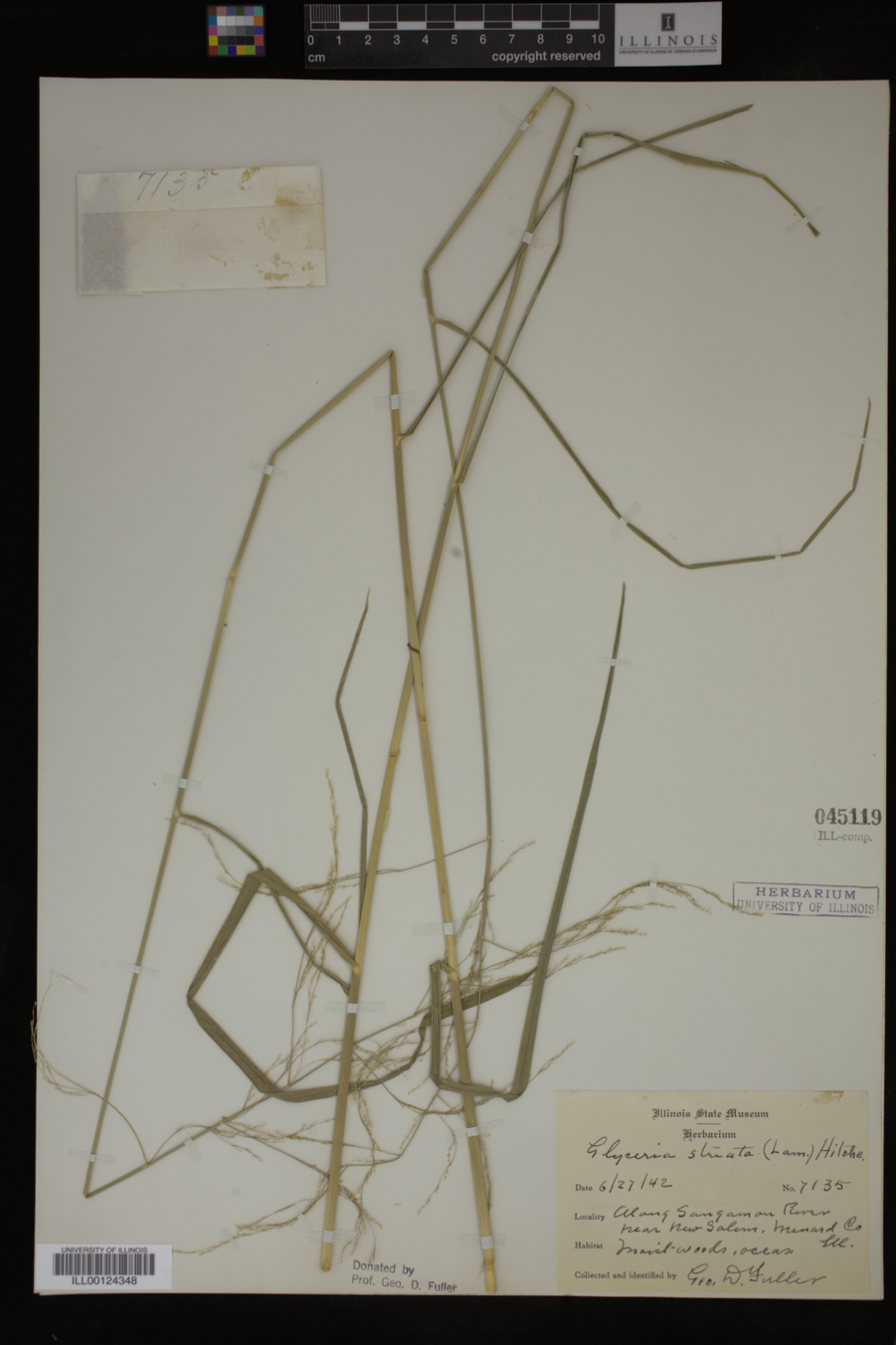 Glyceria striata image