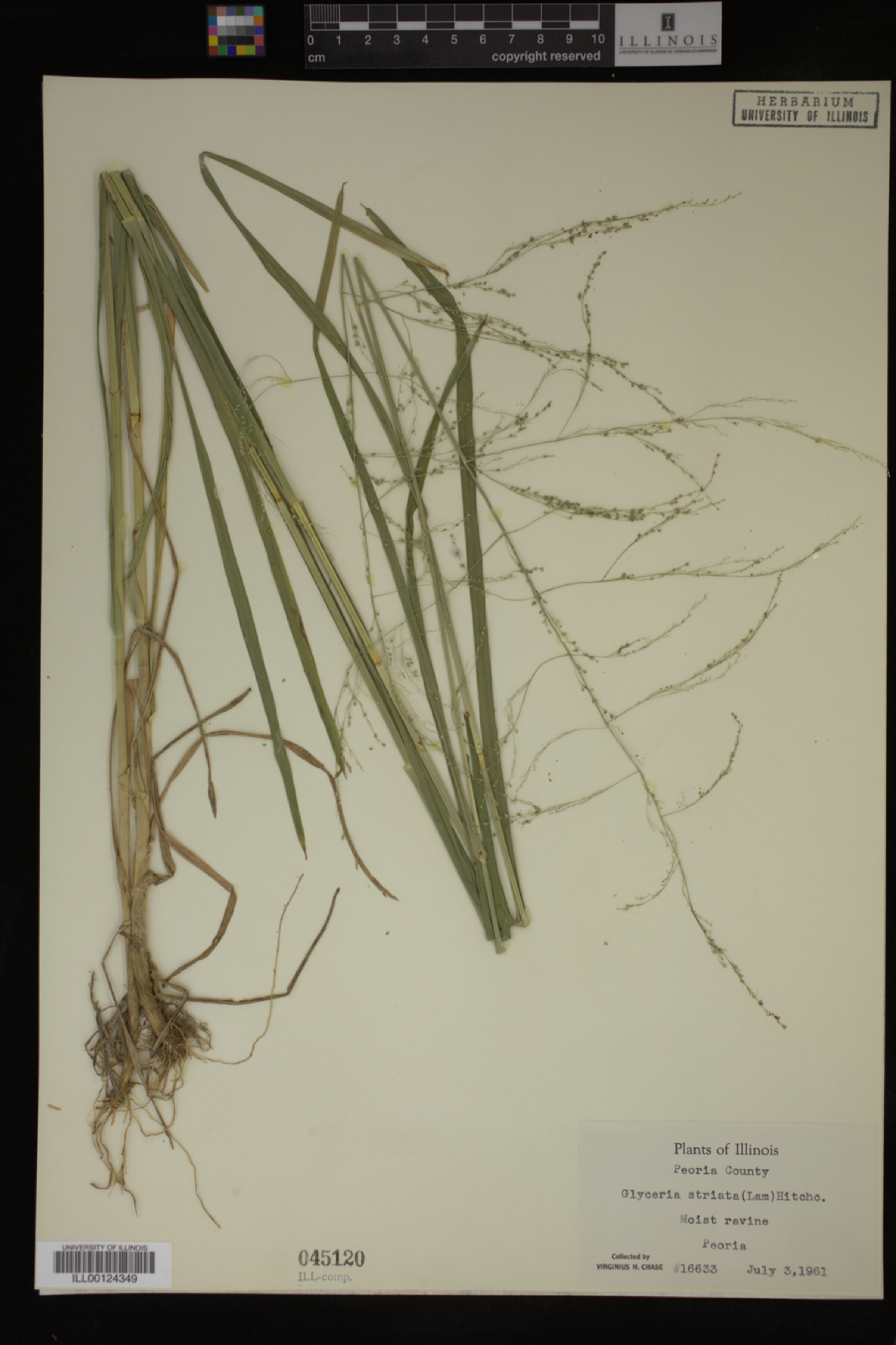 Glyceria striata image