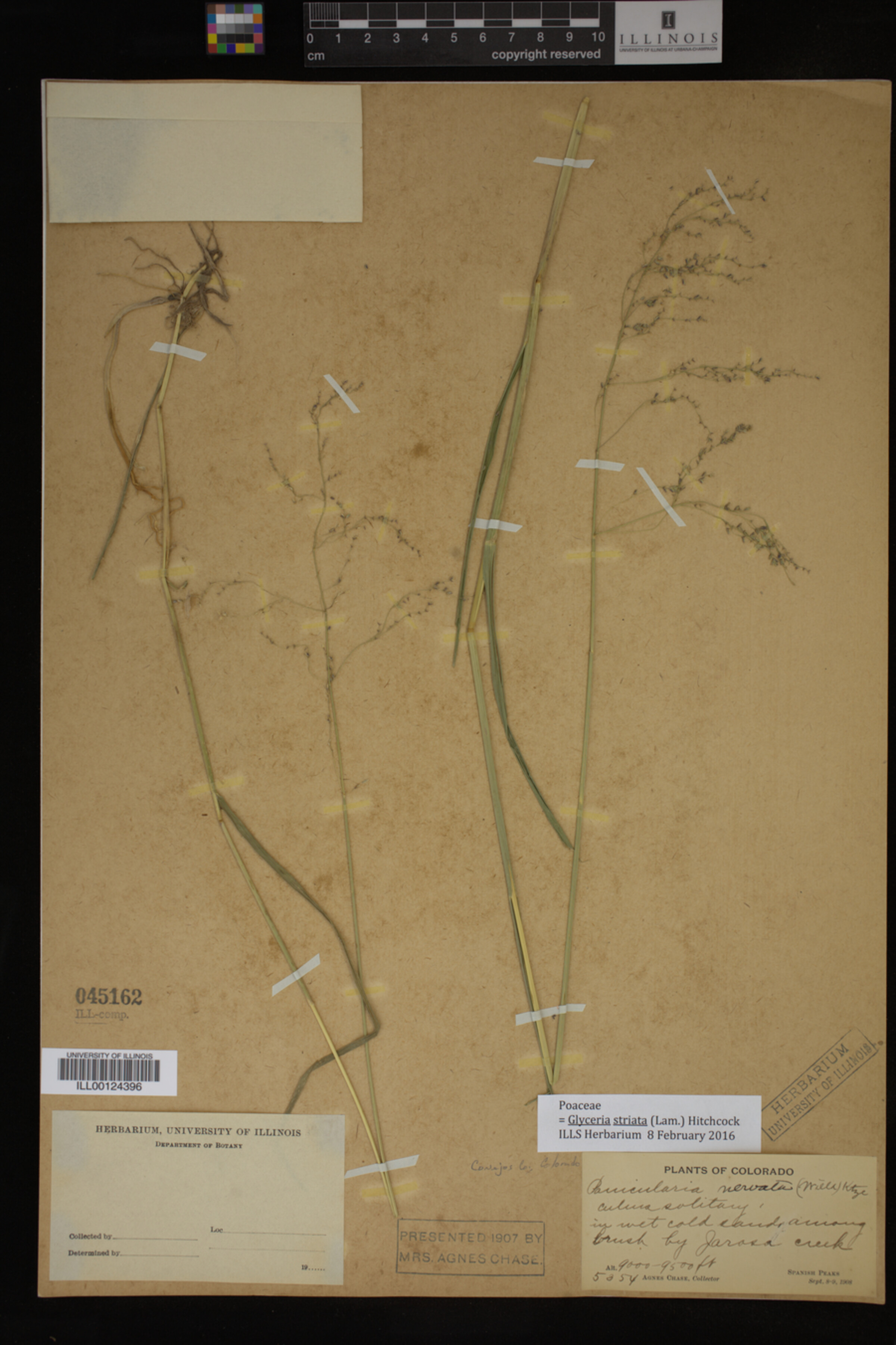 Glyceria striata image