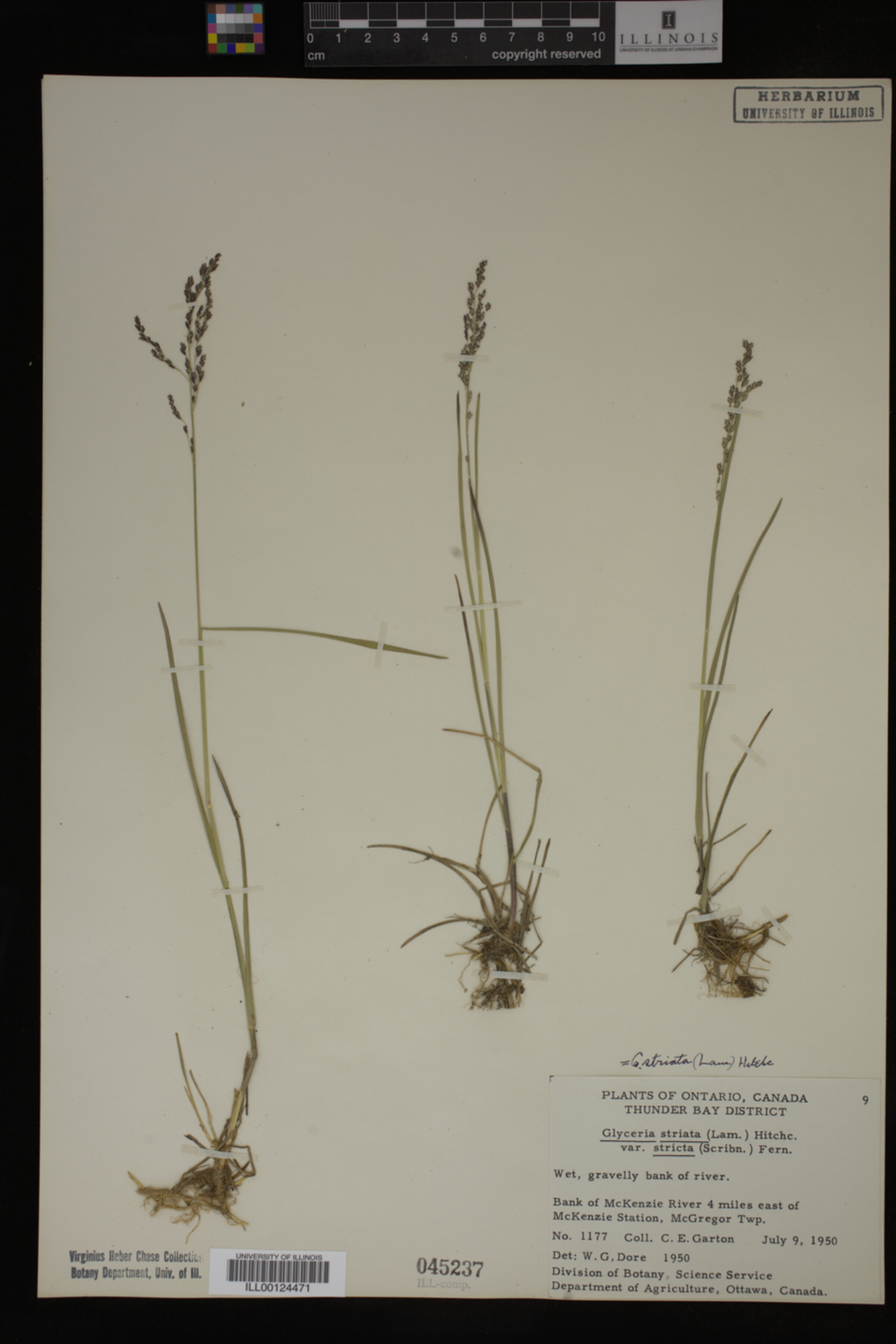 Glyceria striata var. stricta image