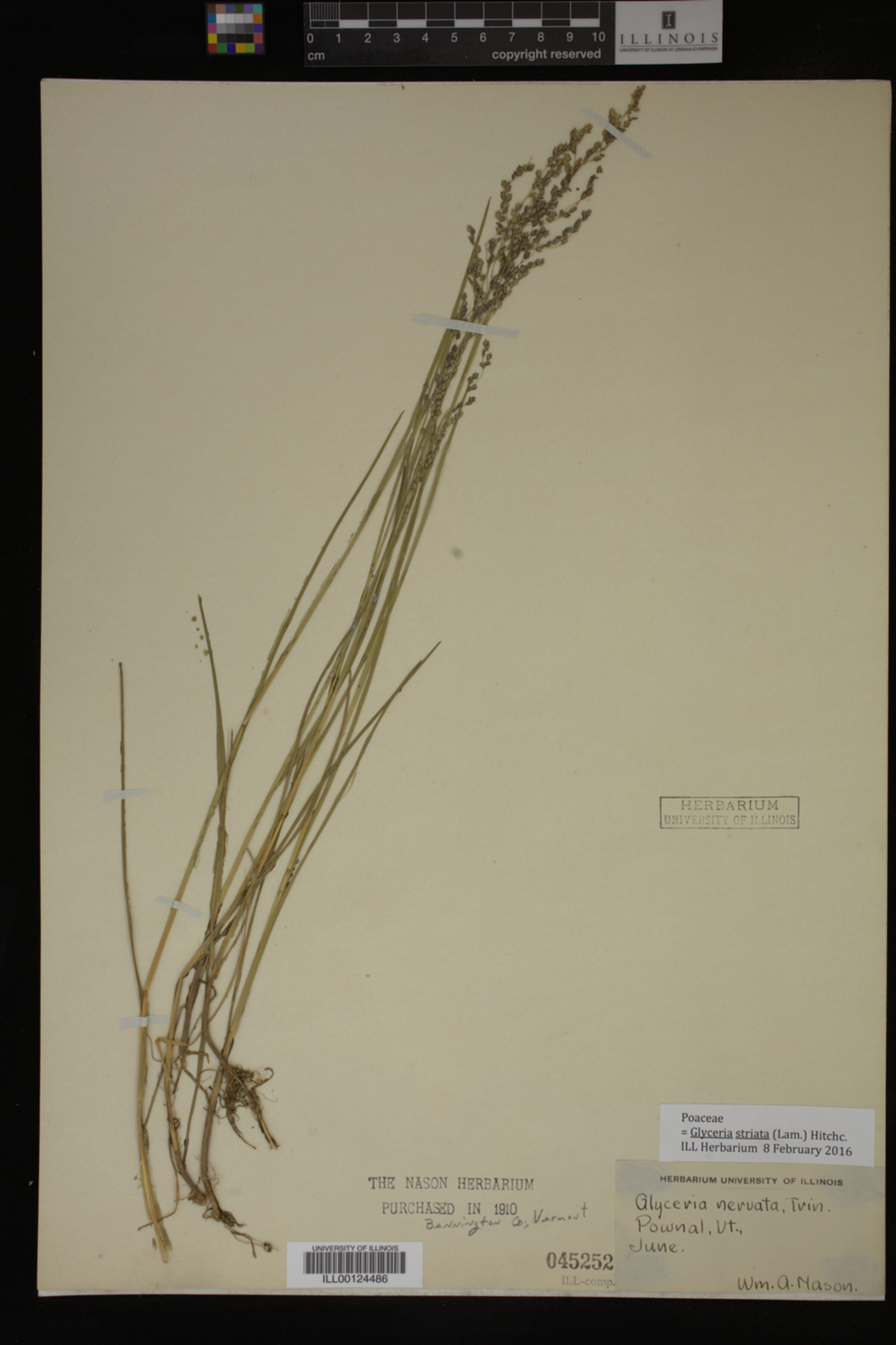 Glyceria image