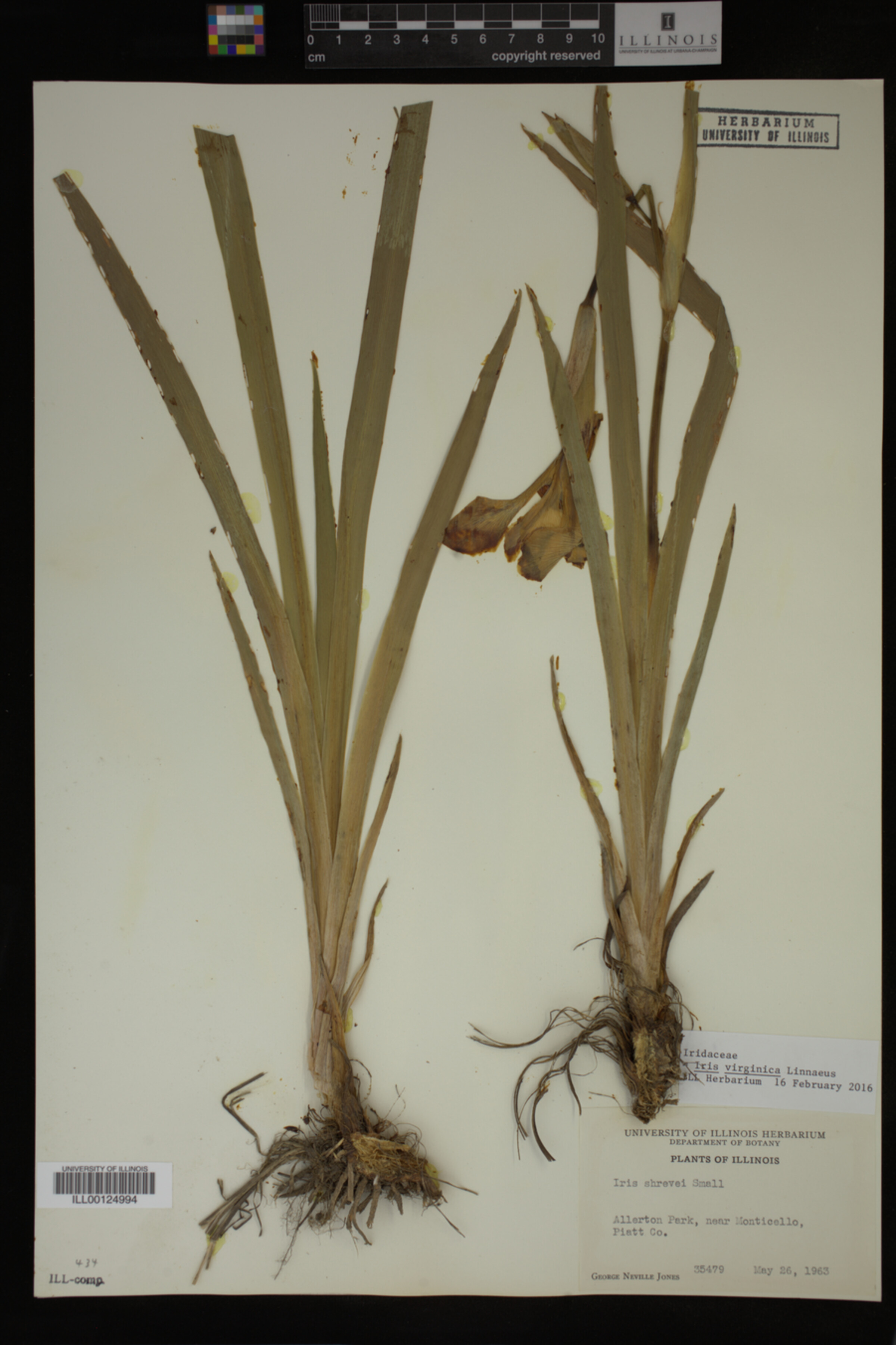 Iridaceae image