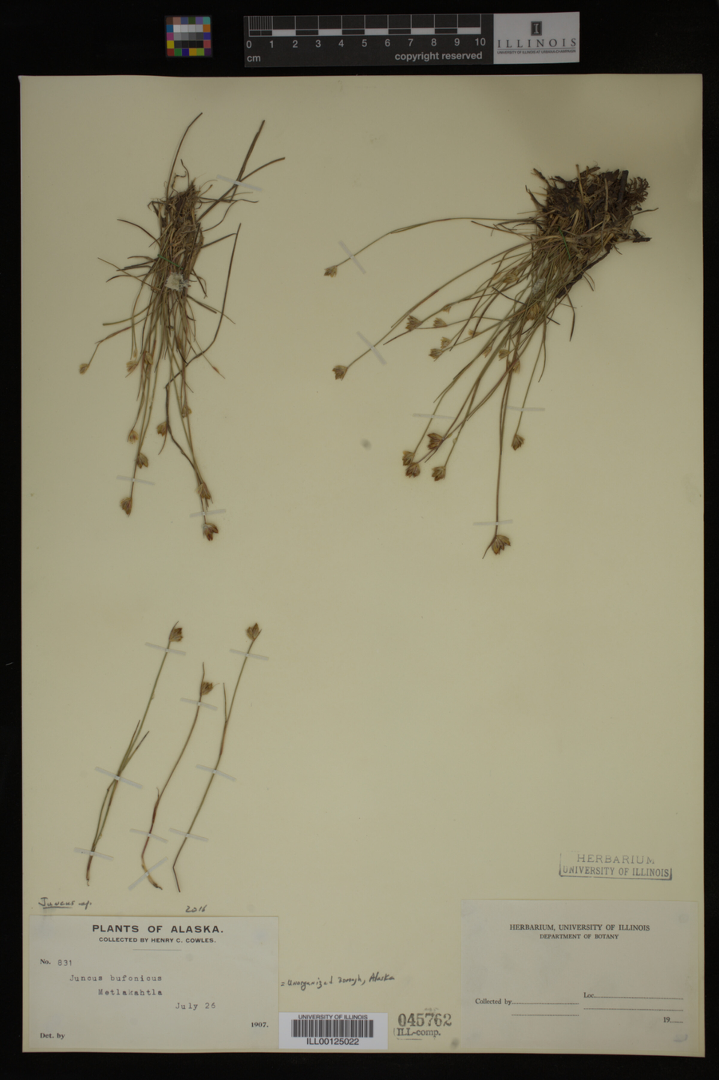 Juncaceae image