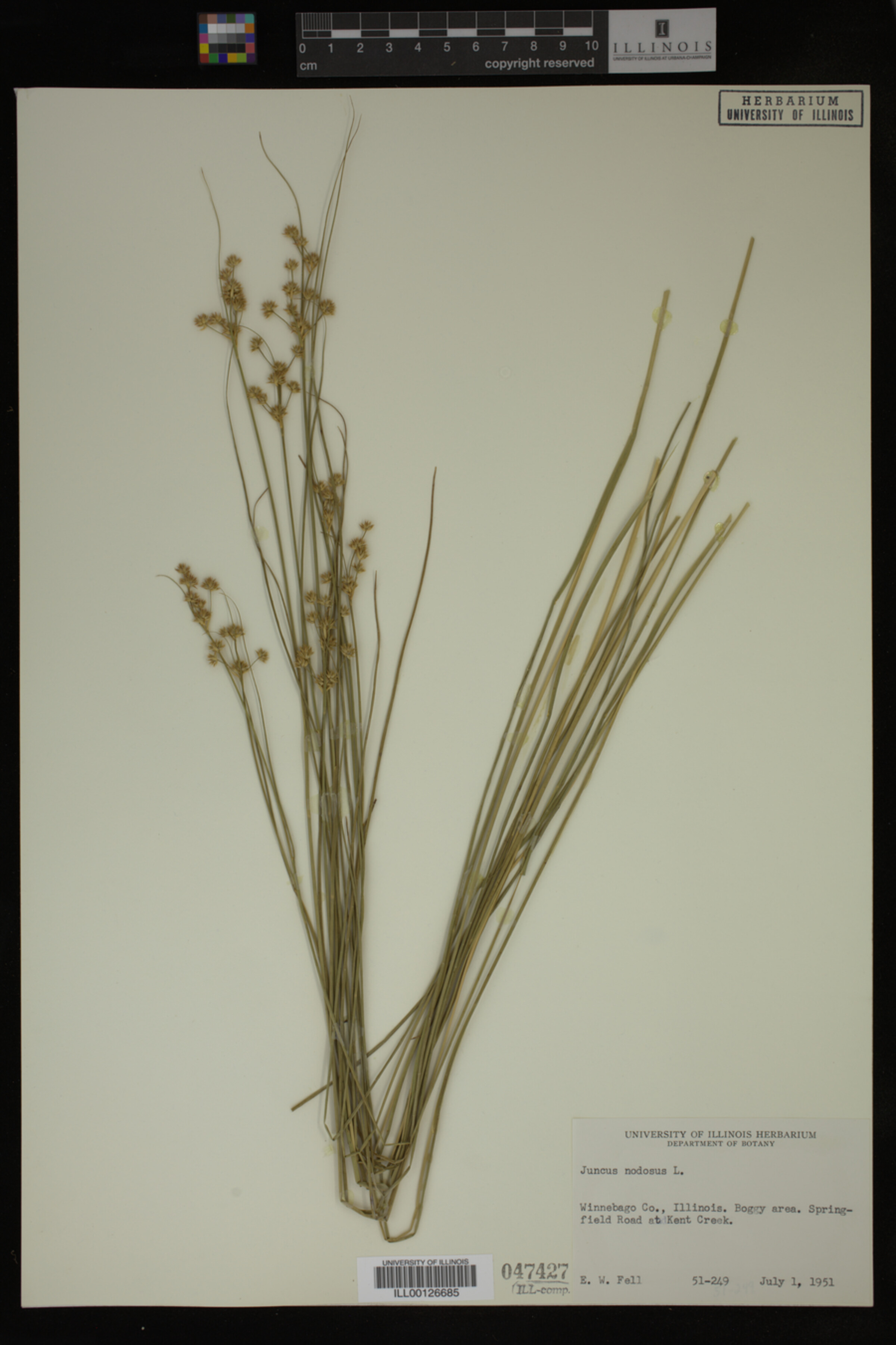 Juncus nodosus image