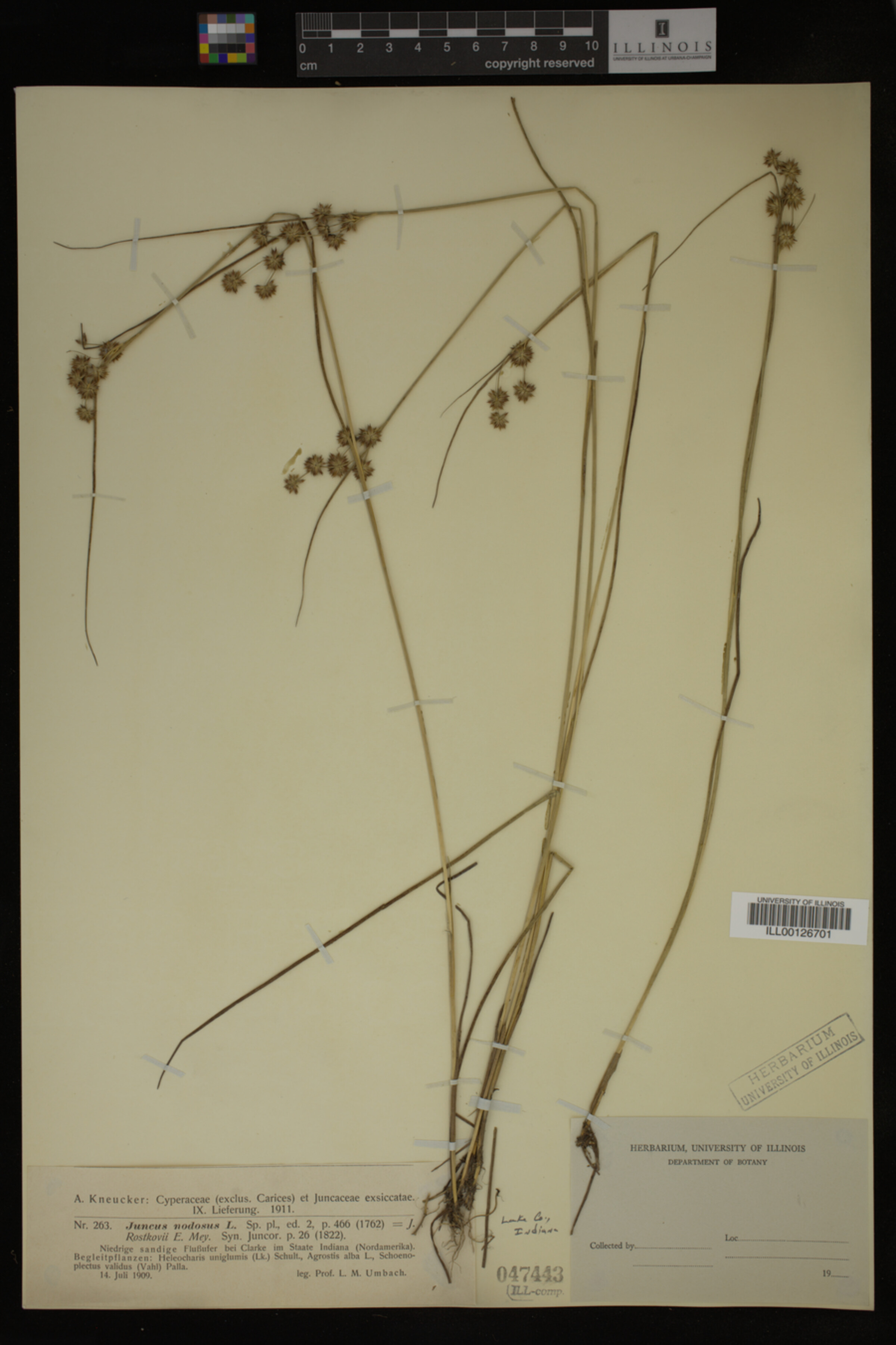 Juncus nodosus image