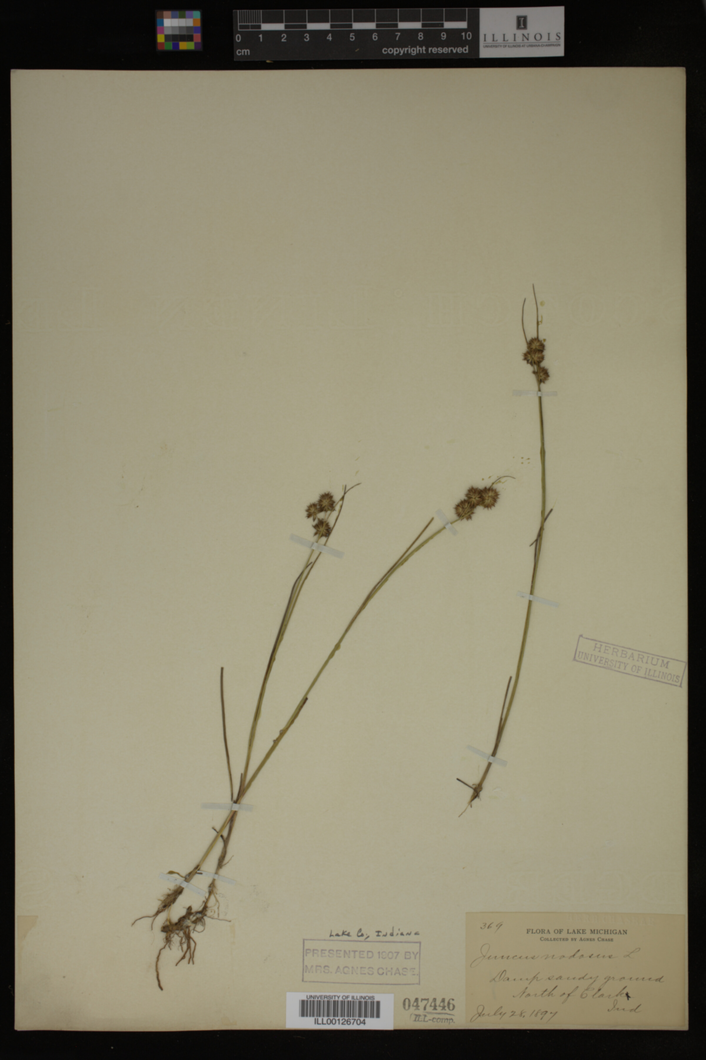 Juncus nodosus image