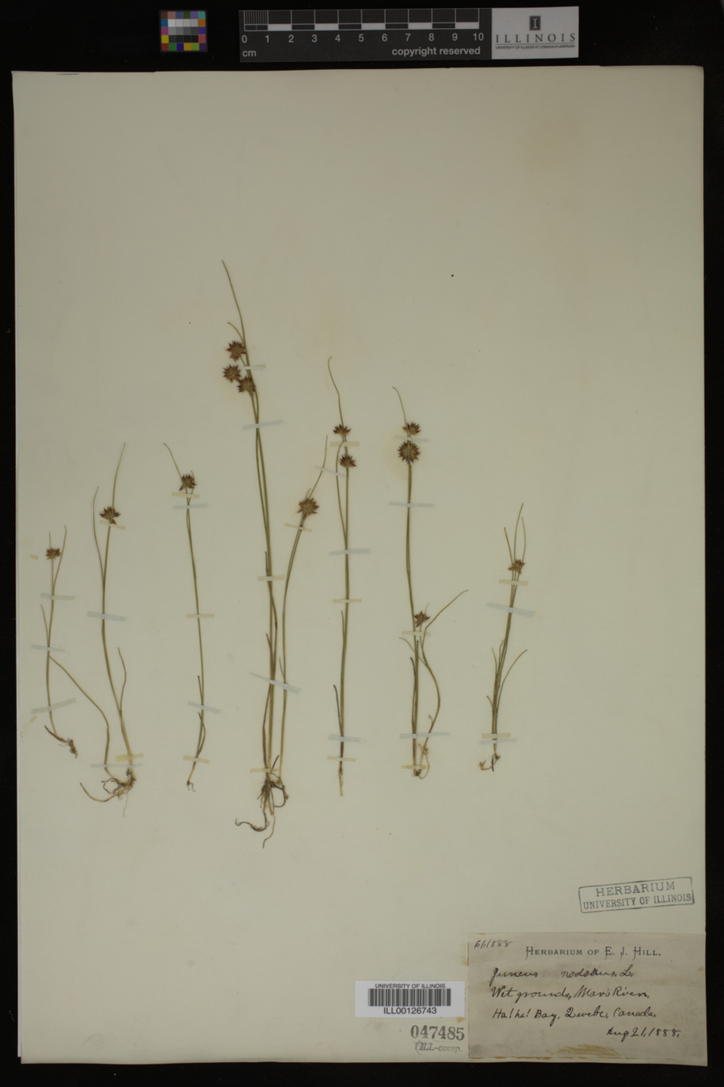 Juncus nodosus image