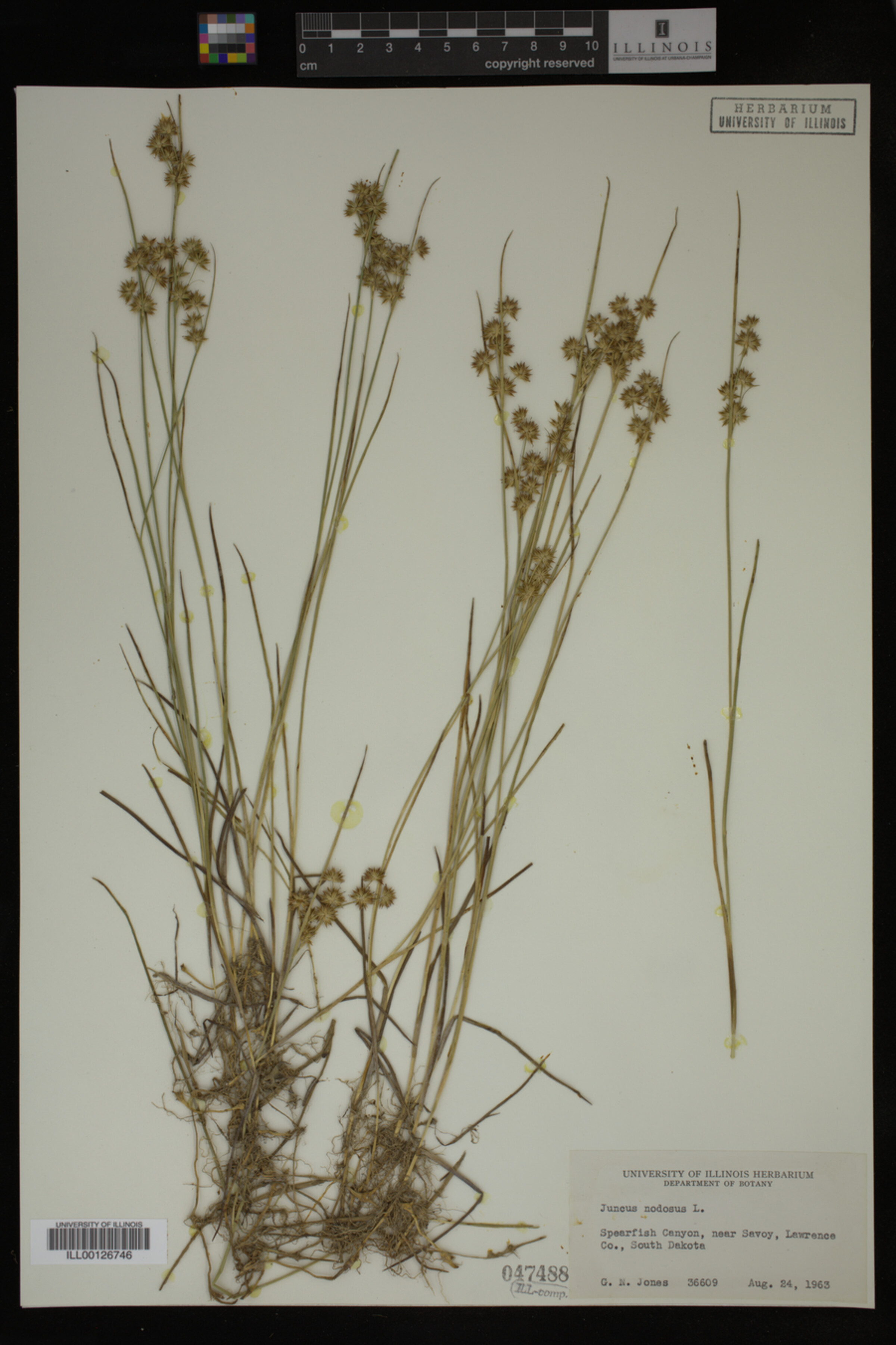 Juncus nodosus image