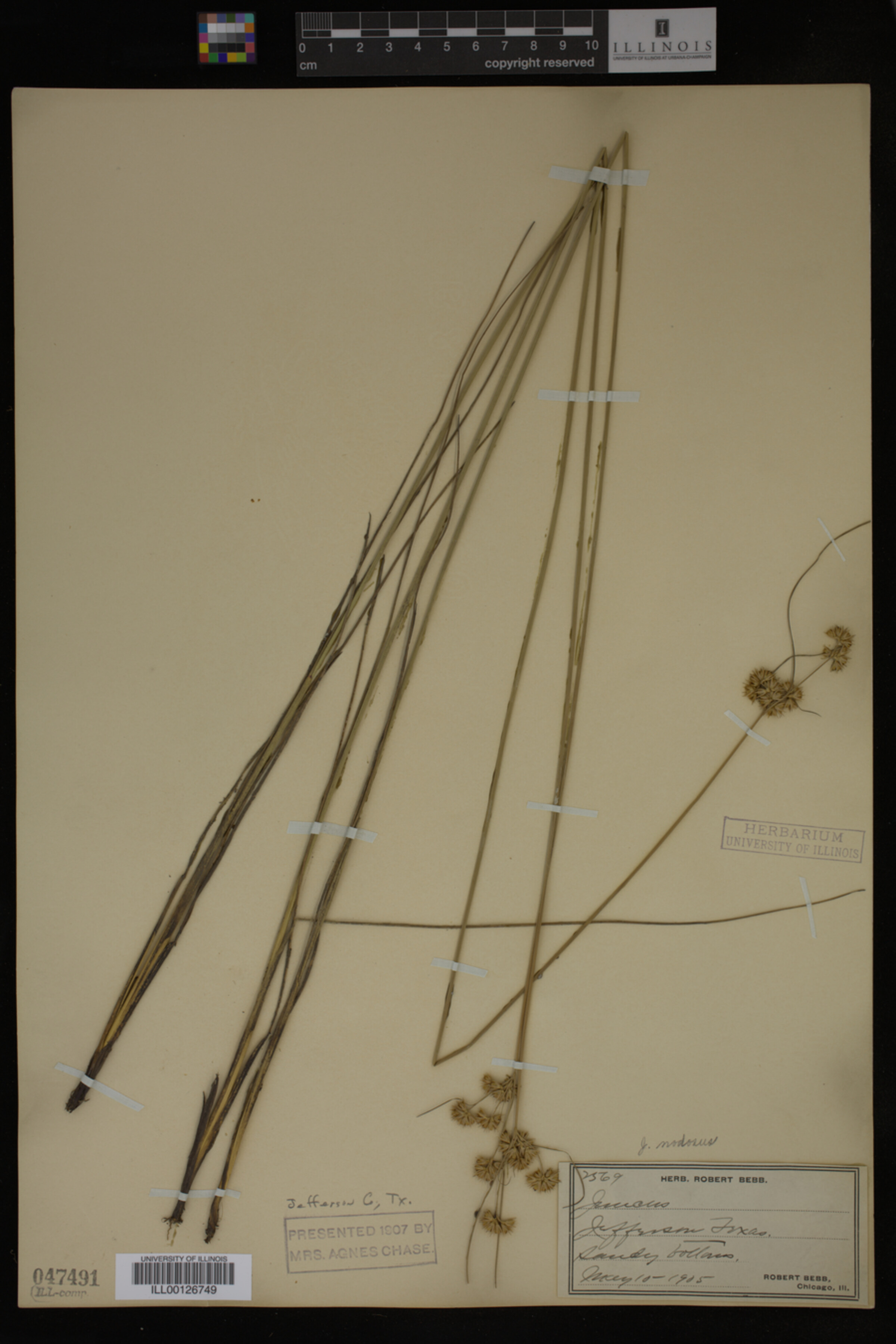 Juncus nodosus image