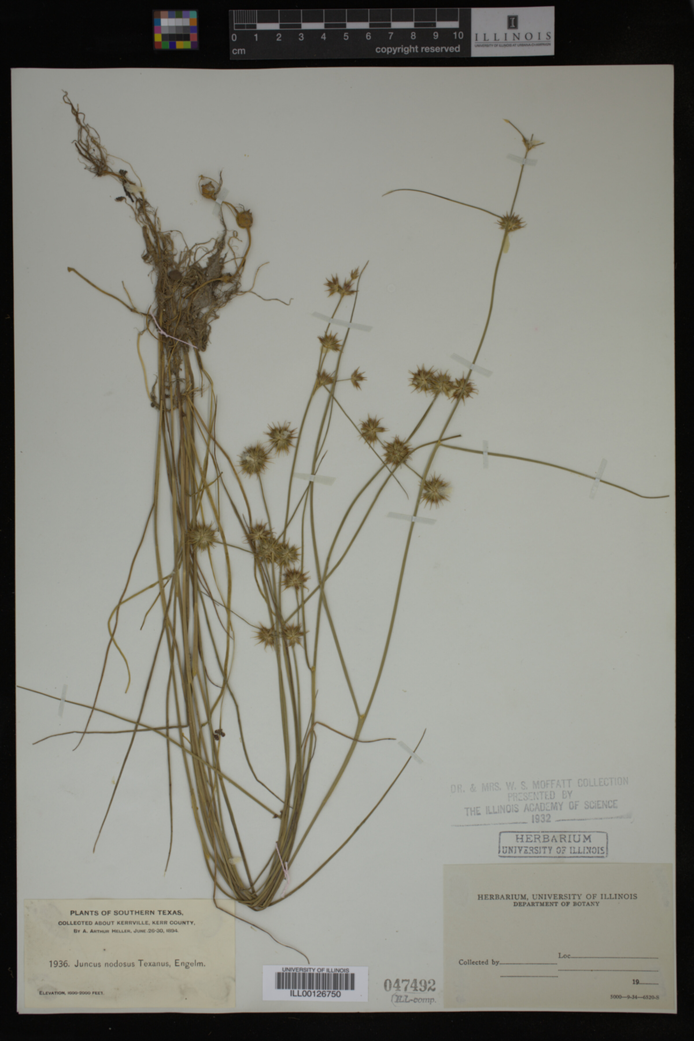 Juncus nodosus image