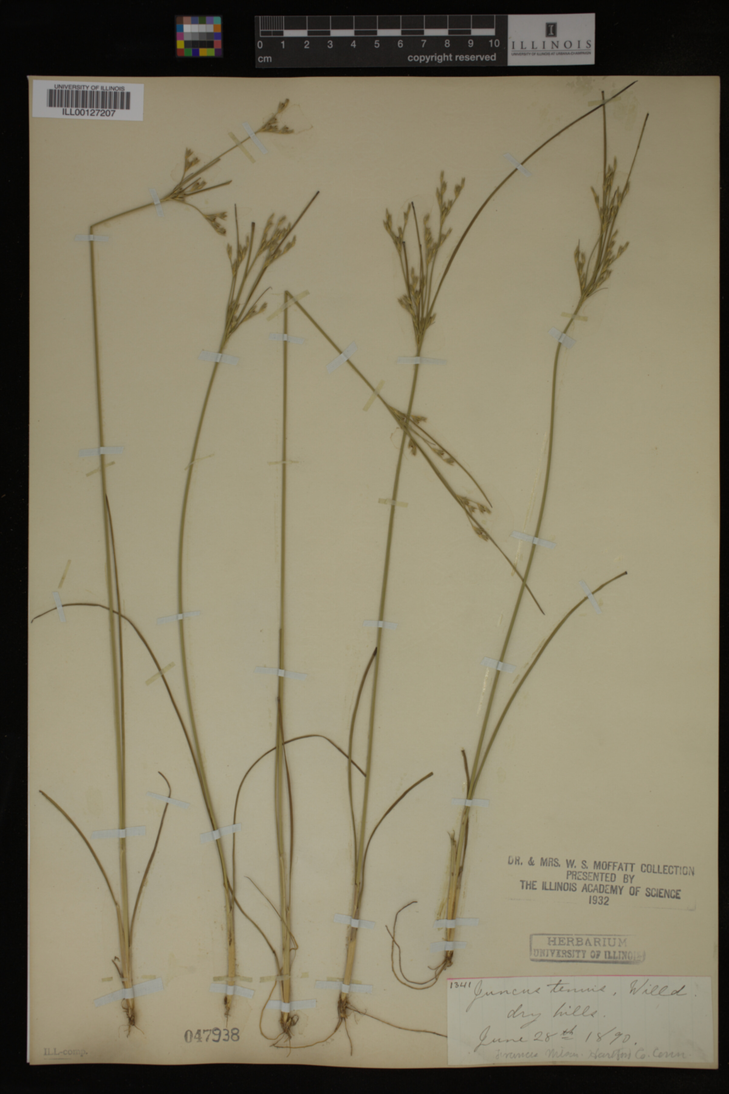 Juncus tenuis image
