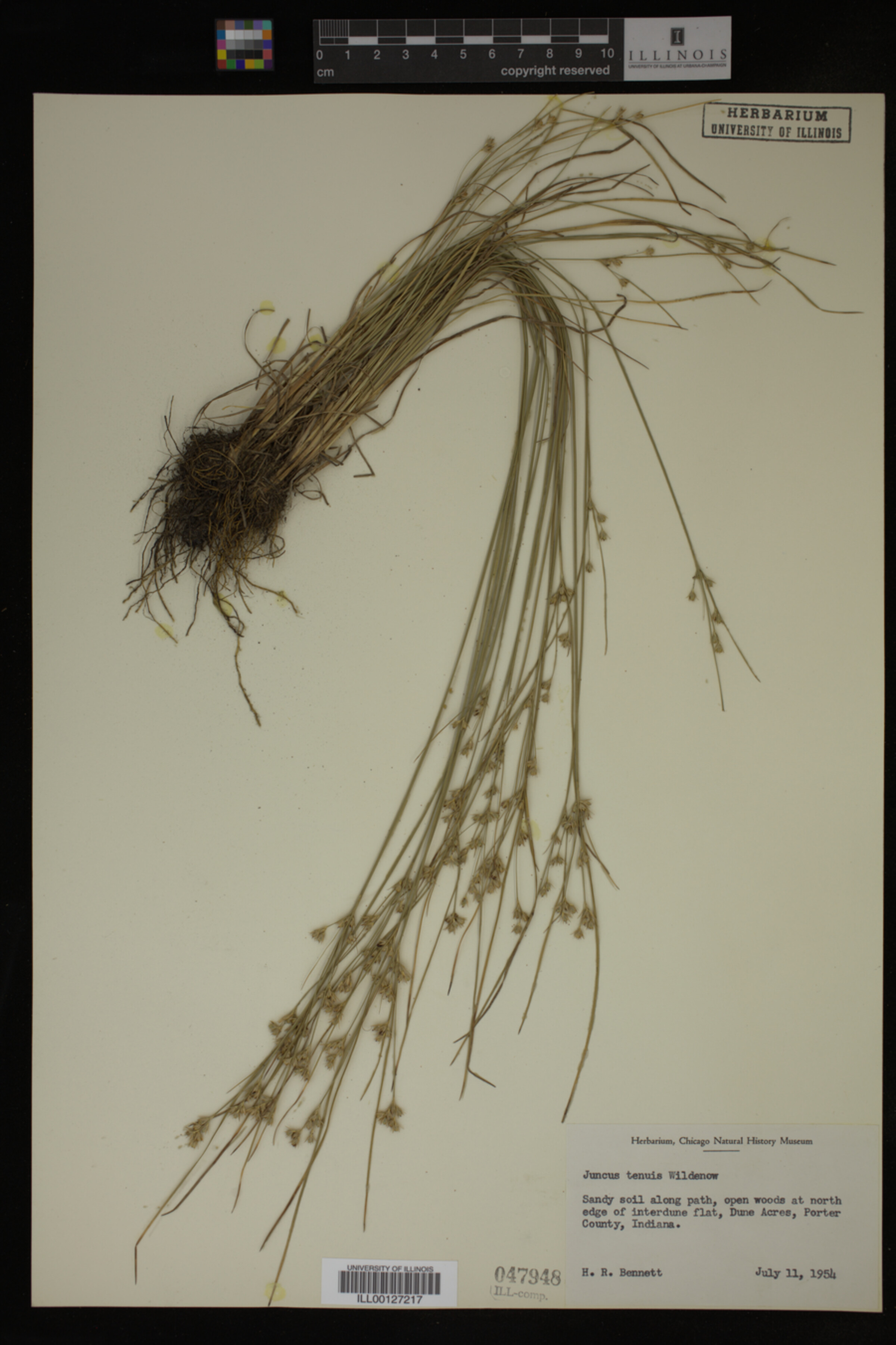 Juncus tenuis image