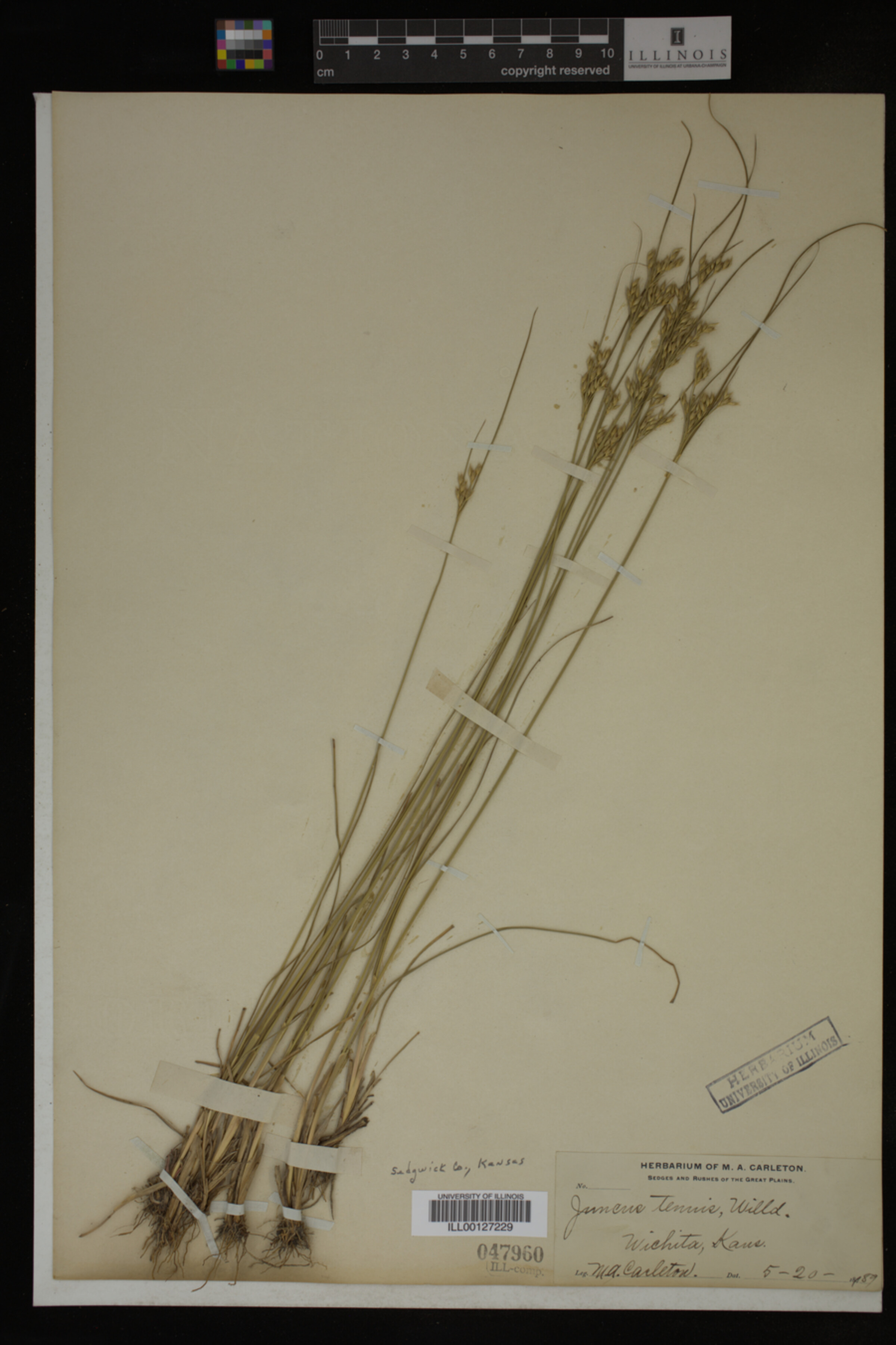 Juncus tenuis image