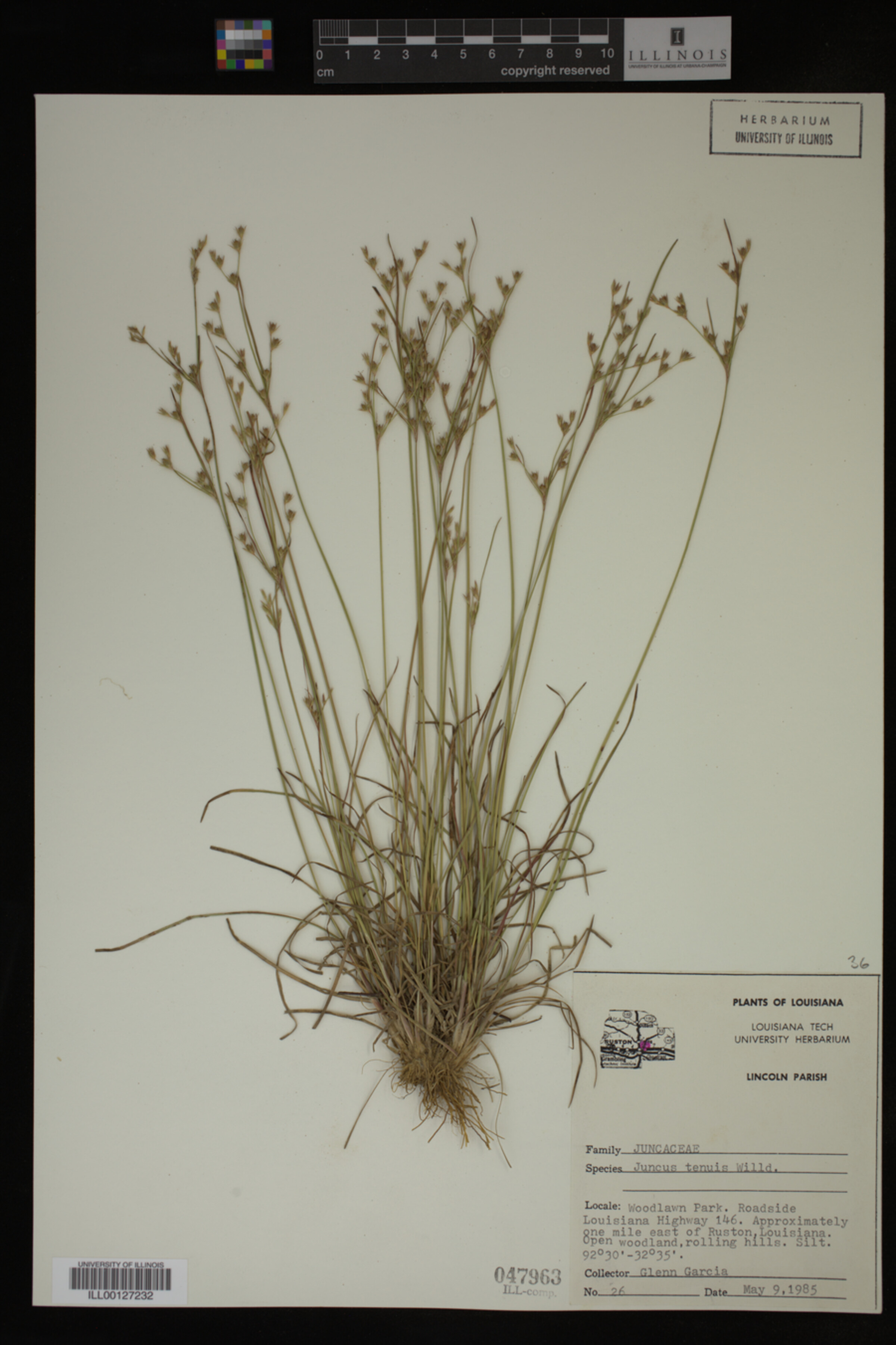 Juncus tenuis image