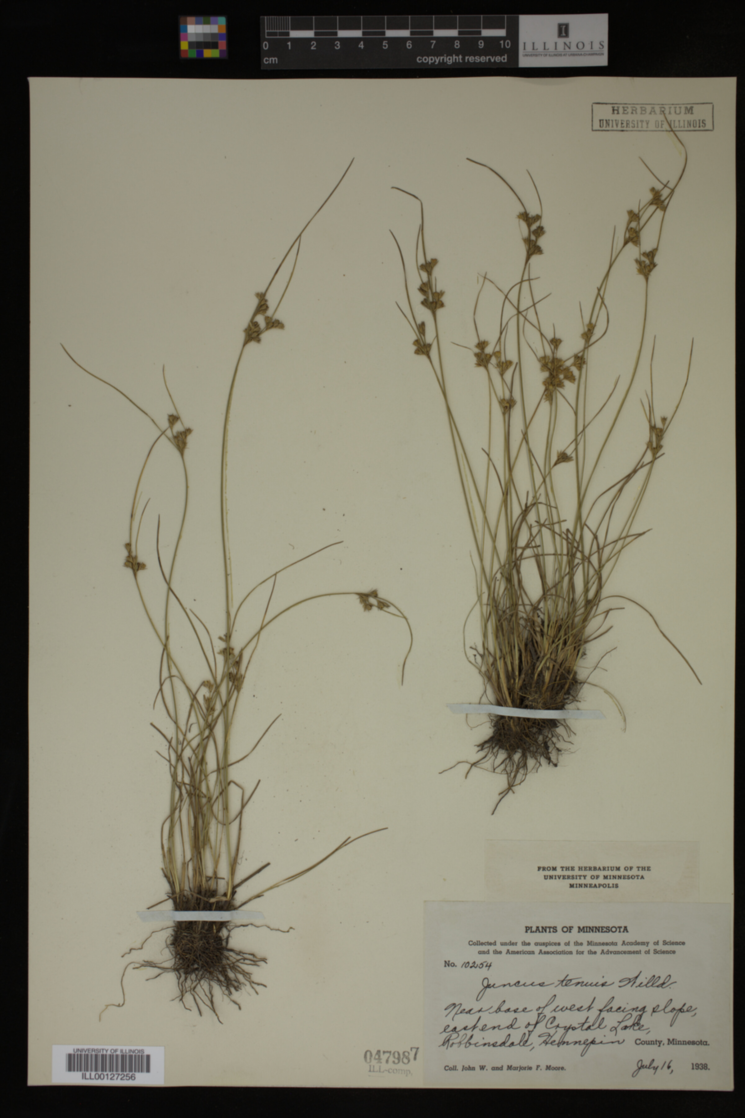 Juncus image