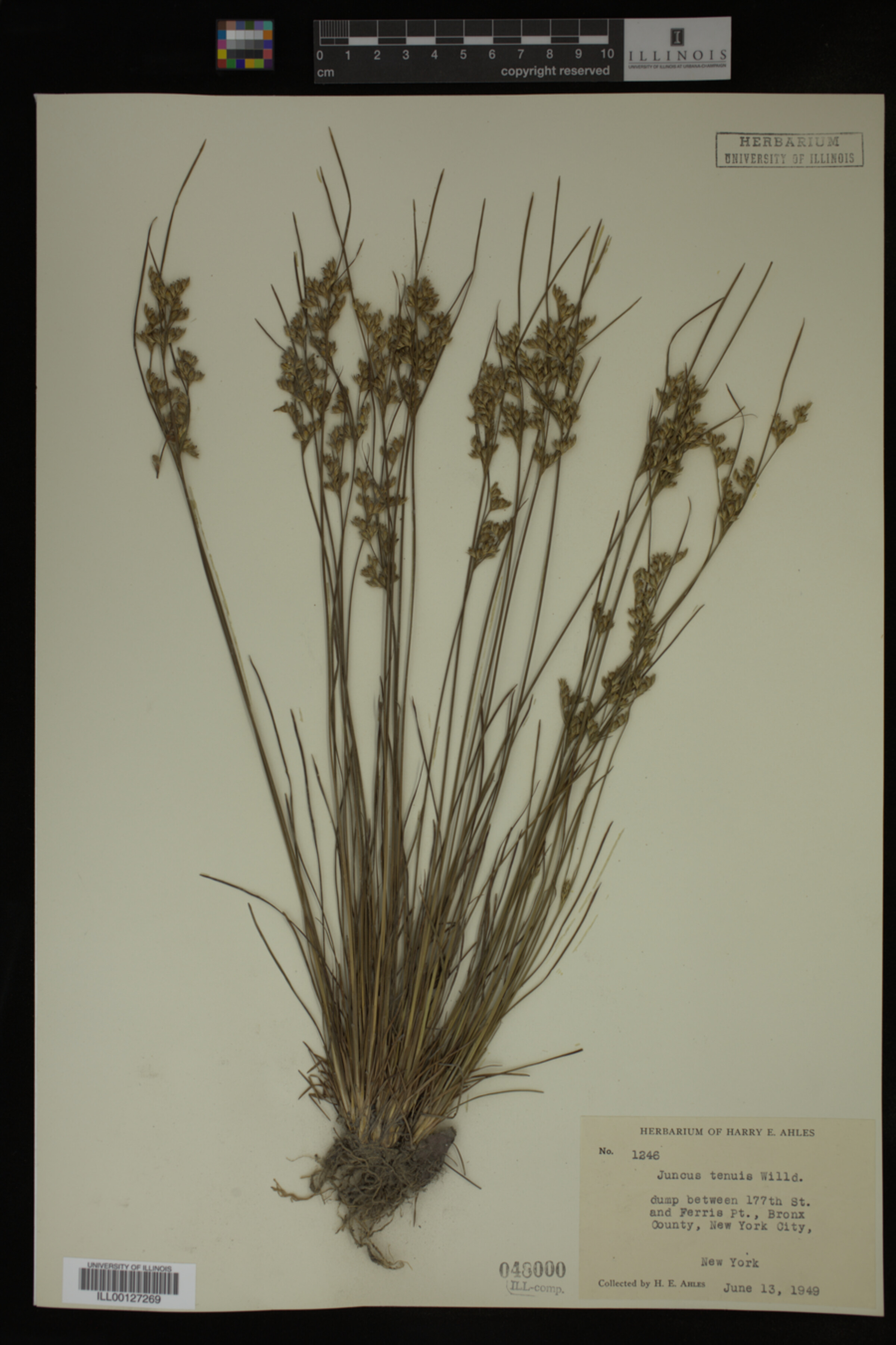 Juncus image