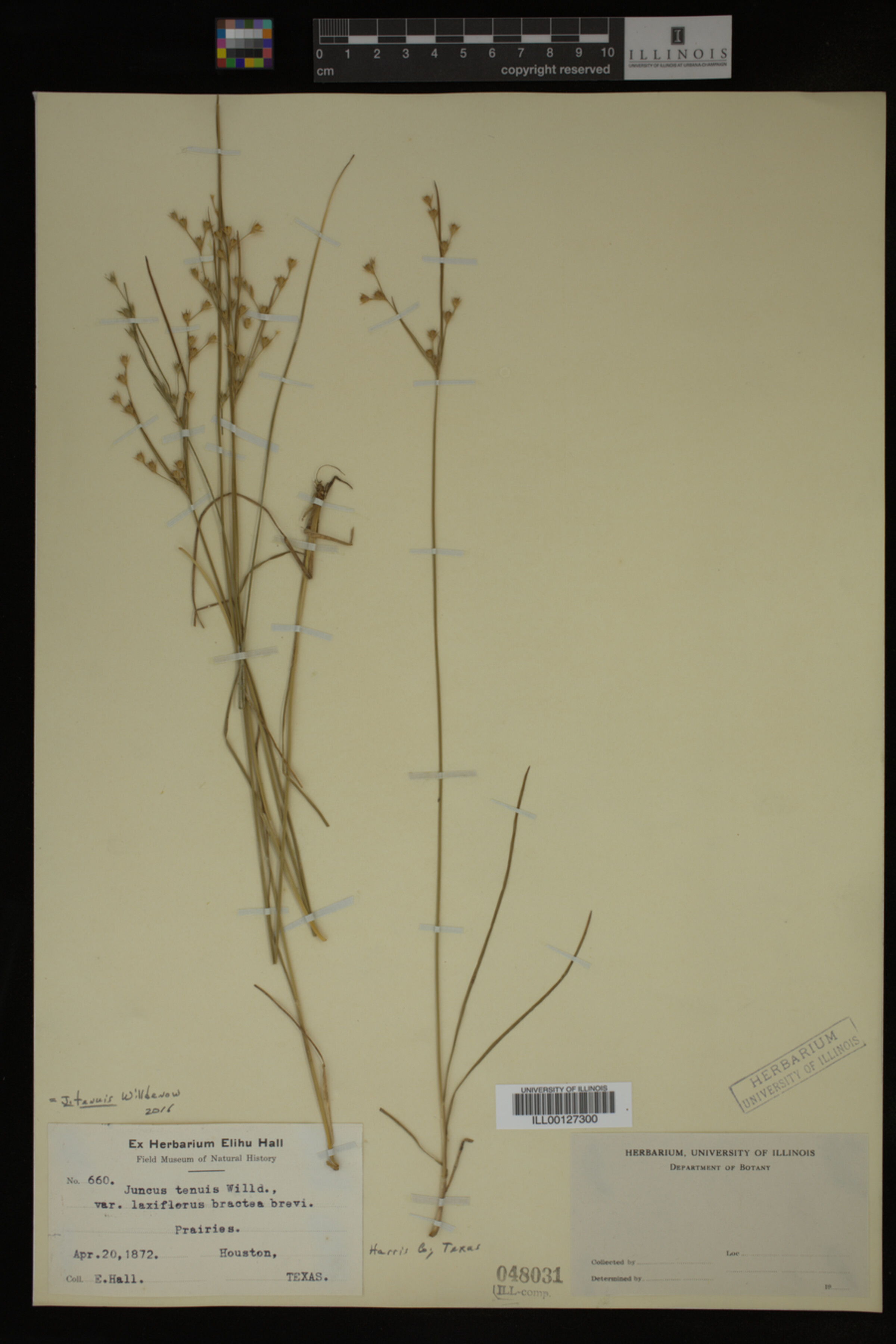 Juncus tenuis image