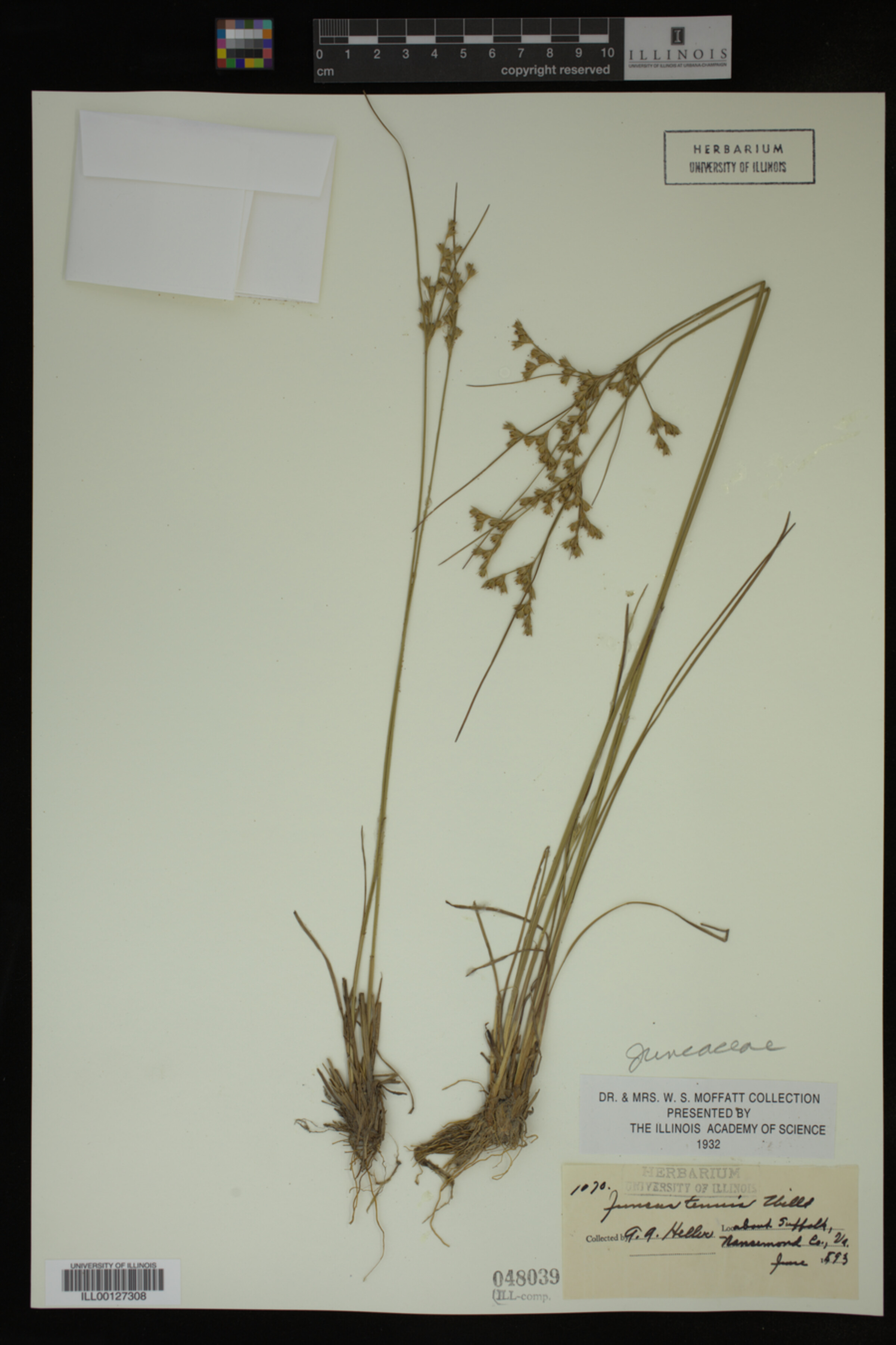 Juncus tenuis image