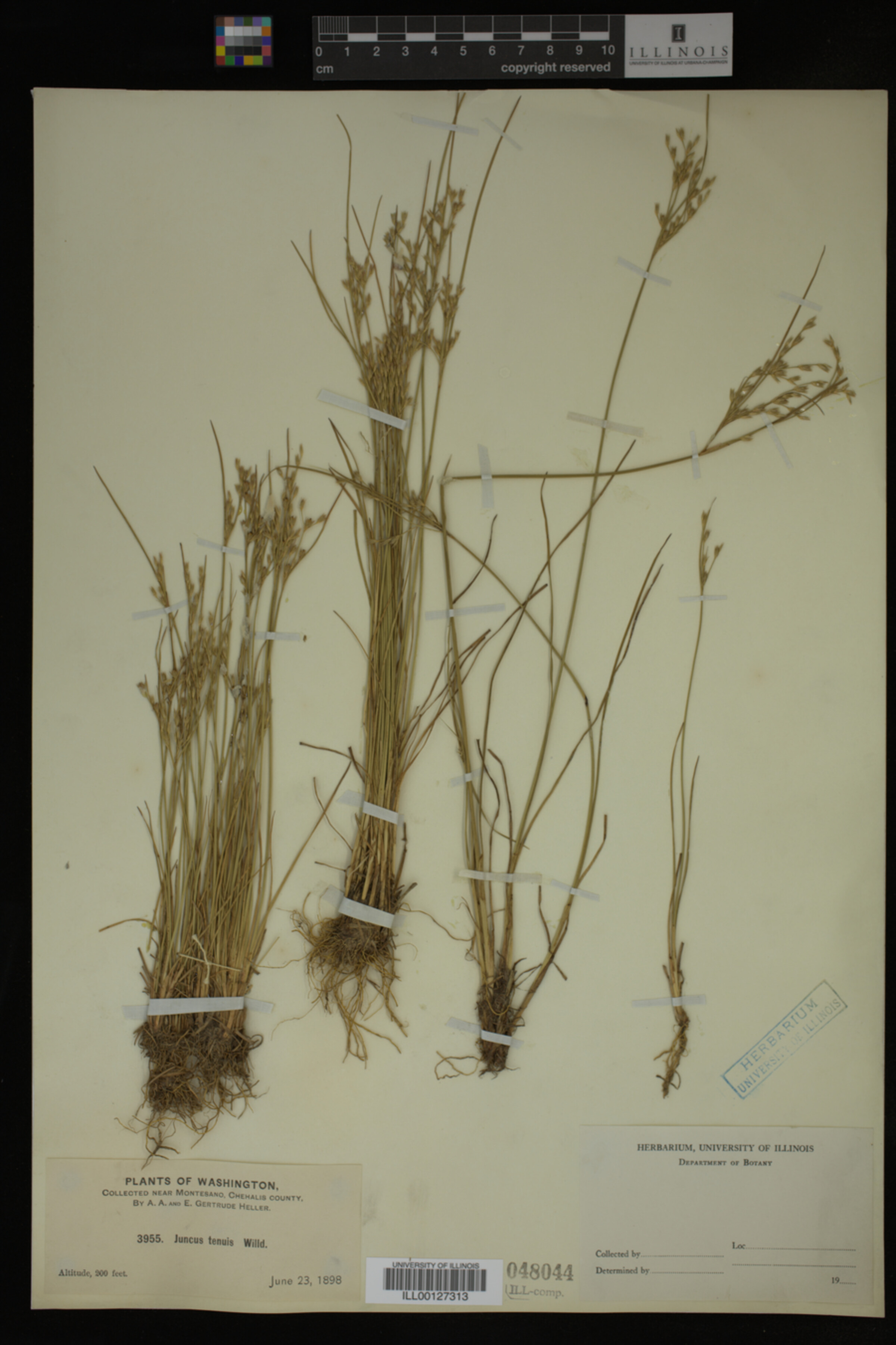 Juncaceae image