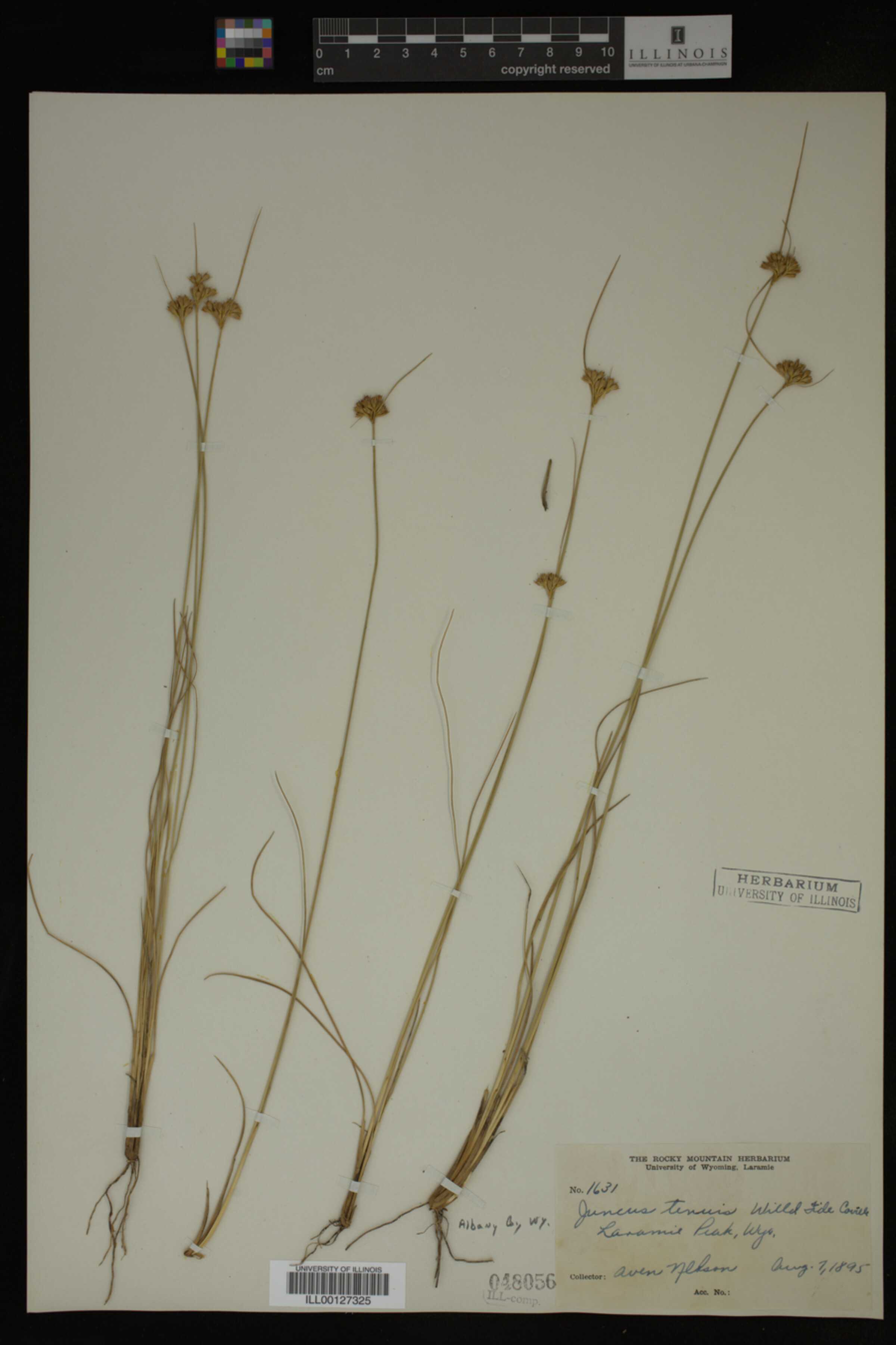 Juncus tenuis image