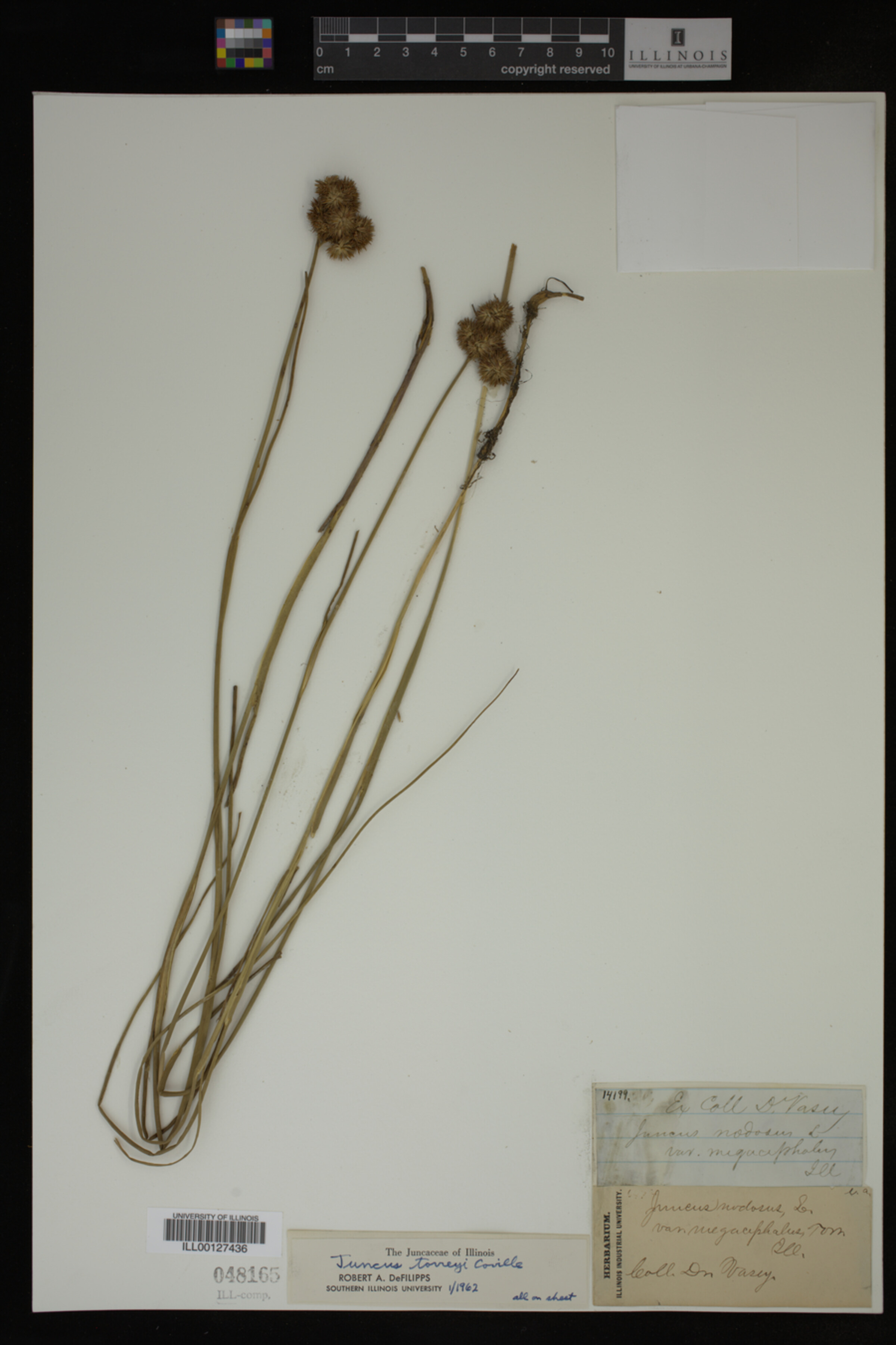 Juncus torreyi image