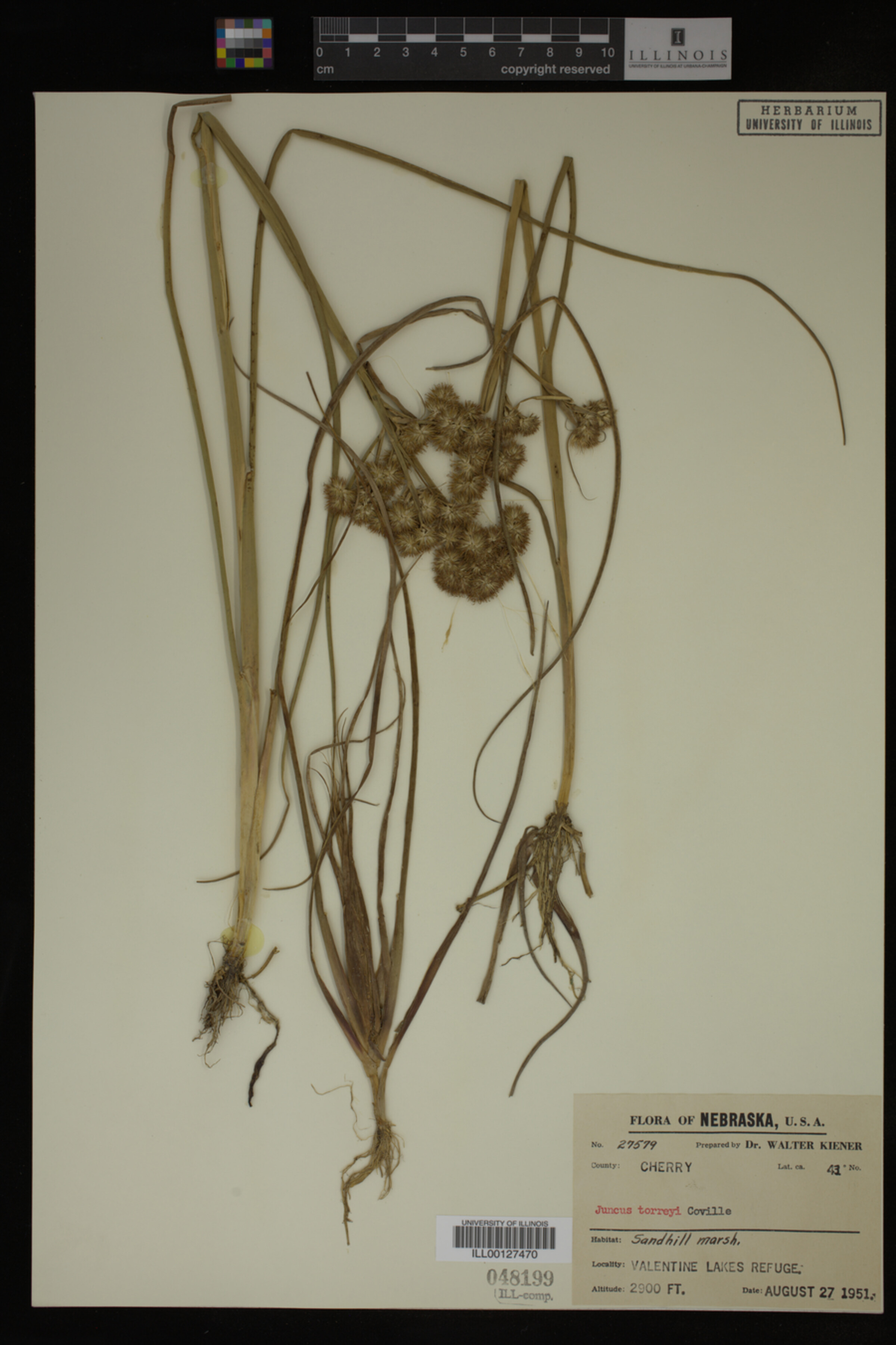 Juncus torreyi image