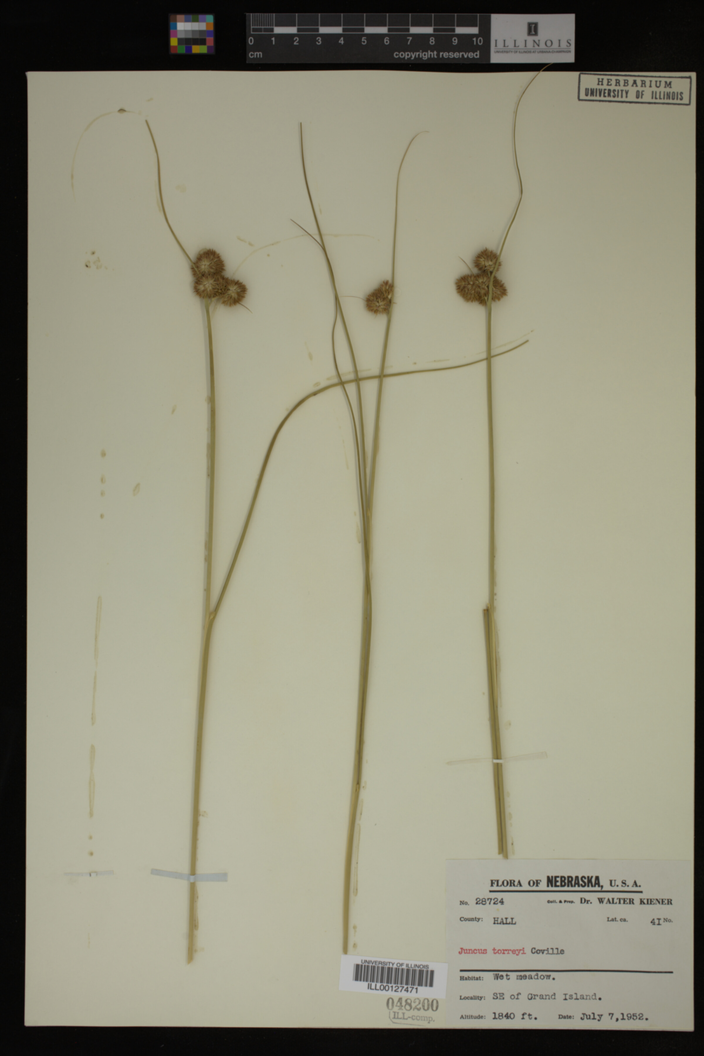 Juncus torreyi image